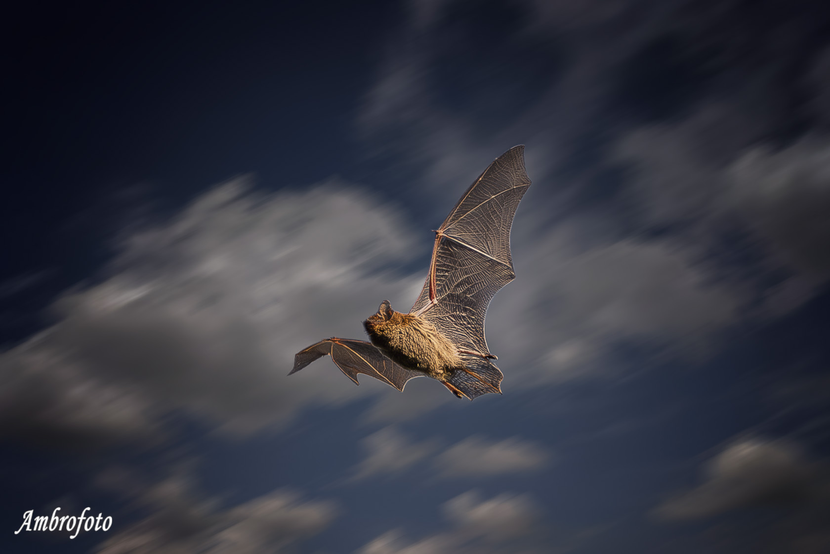 Pipistrello all'imbrunire