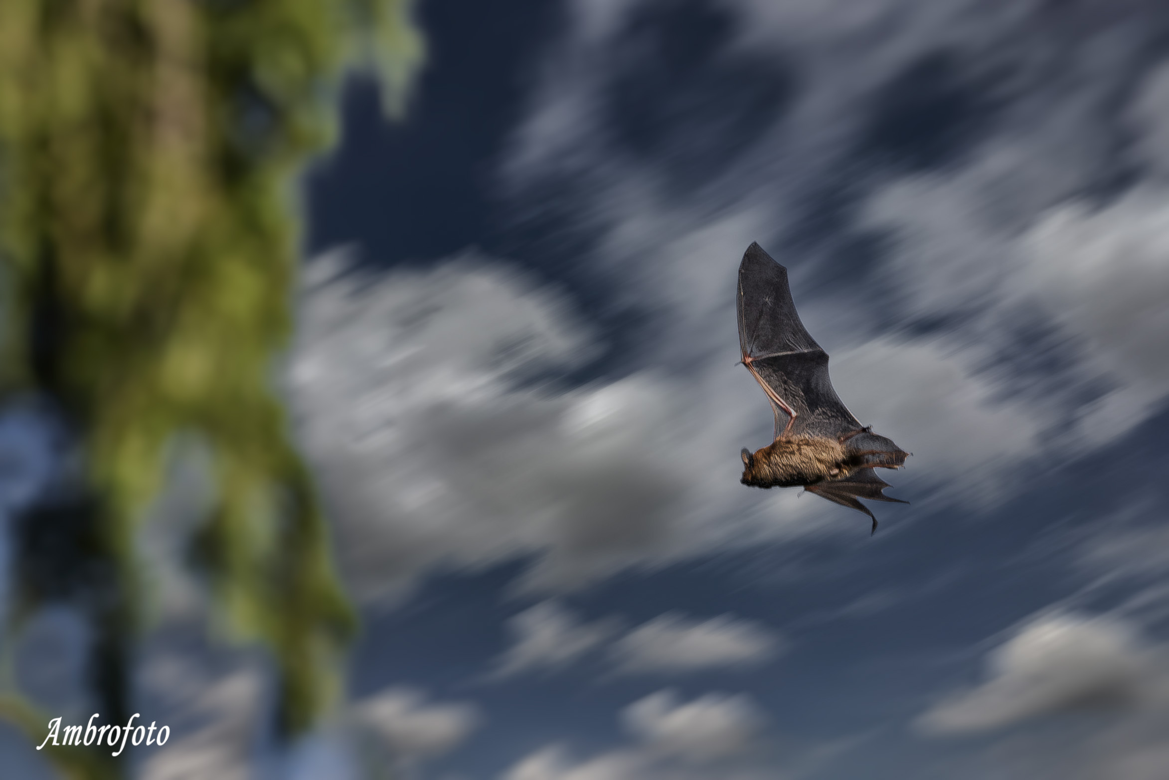Serotino comune o pipistrello