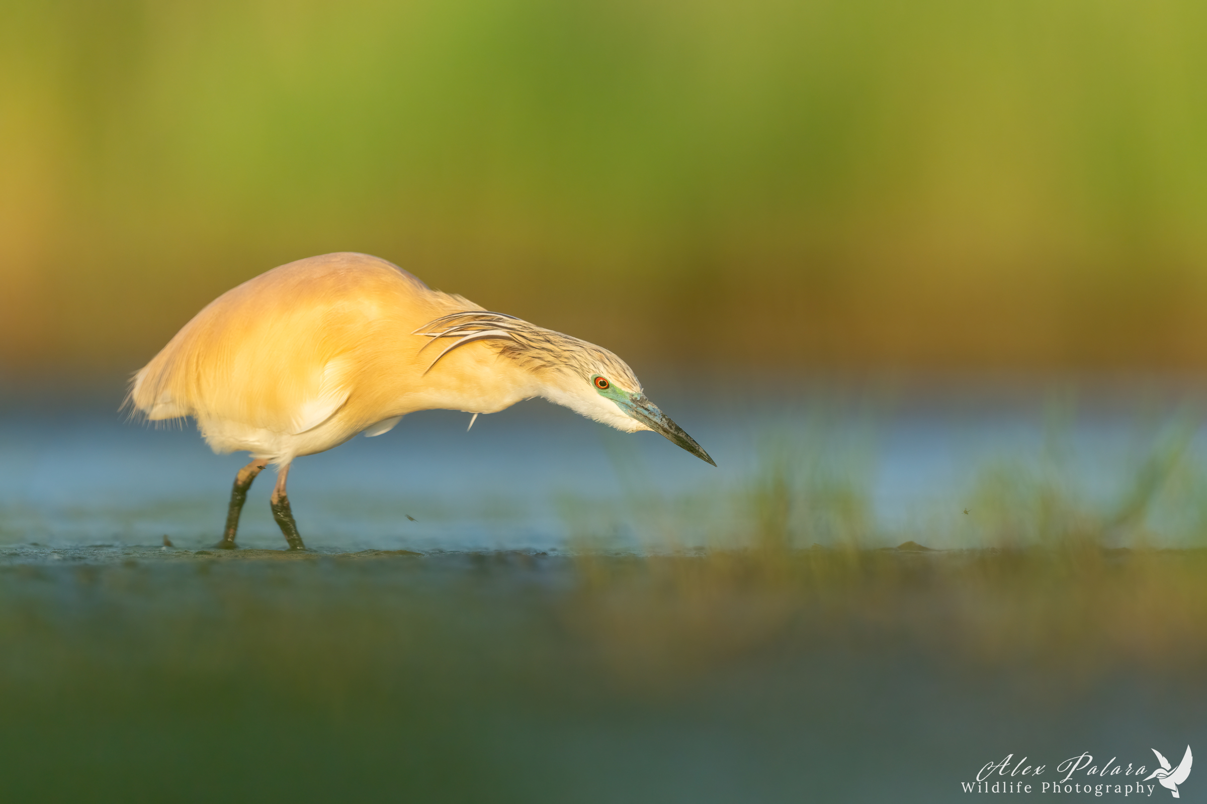 Sgarza all'albissima