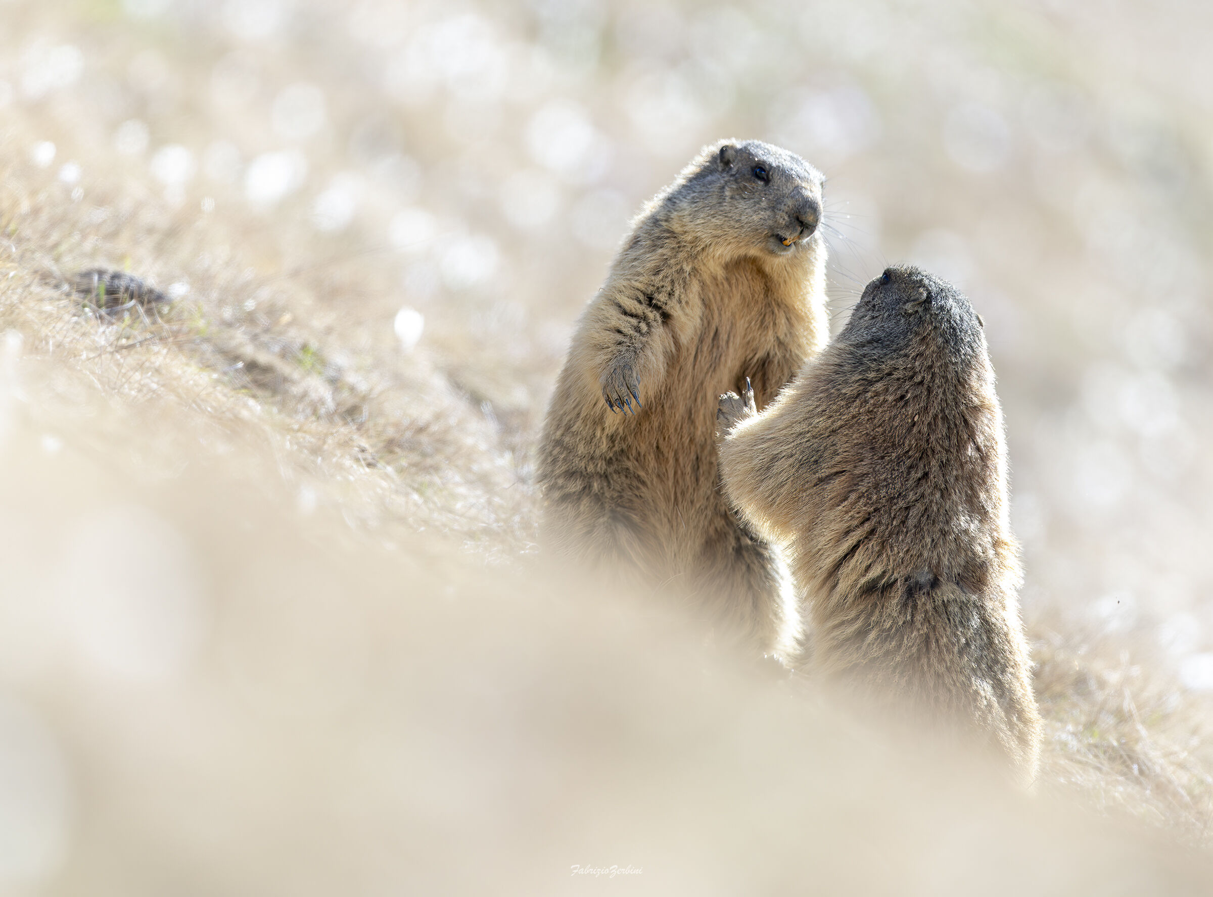 Marmotte