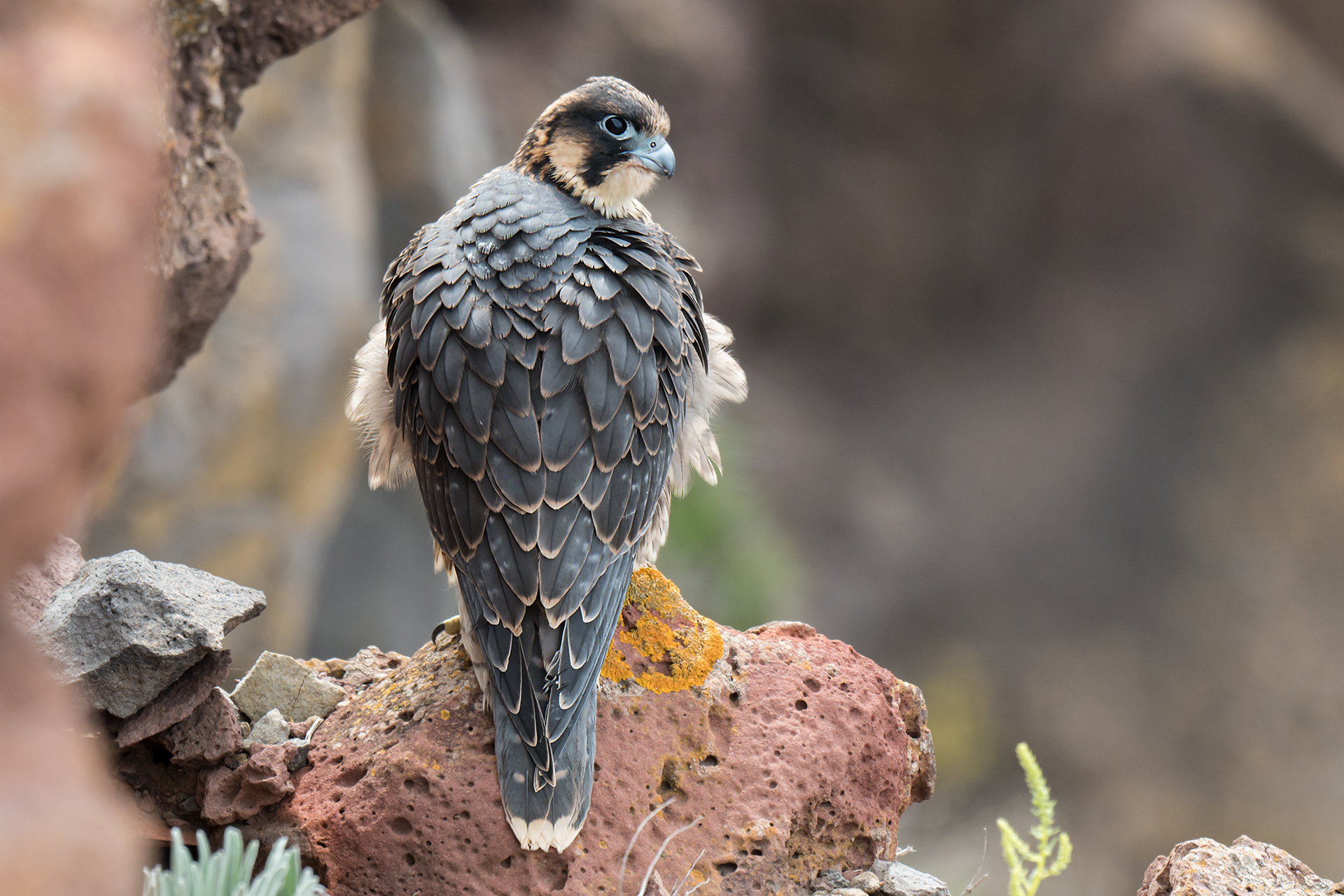 Falco  pellegrino in falesia