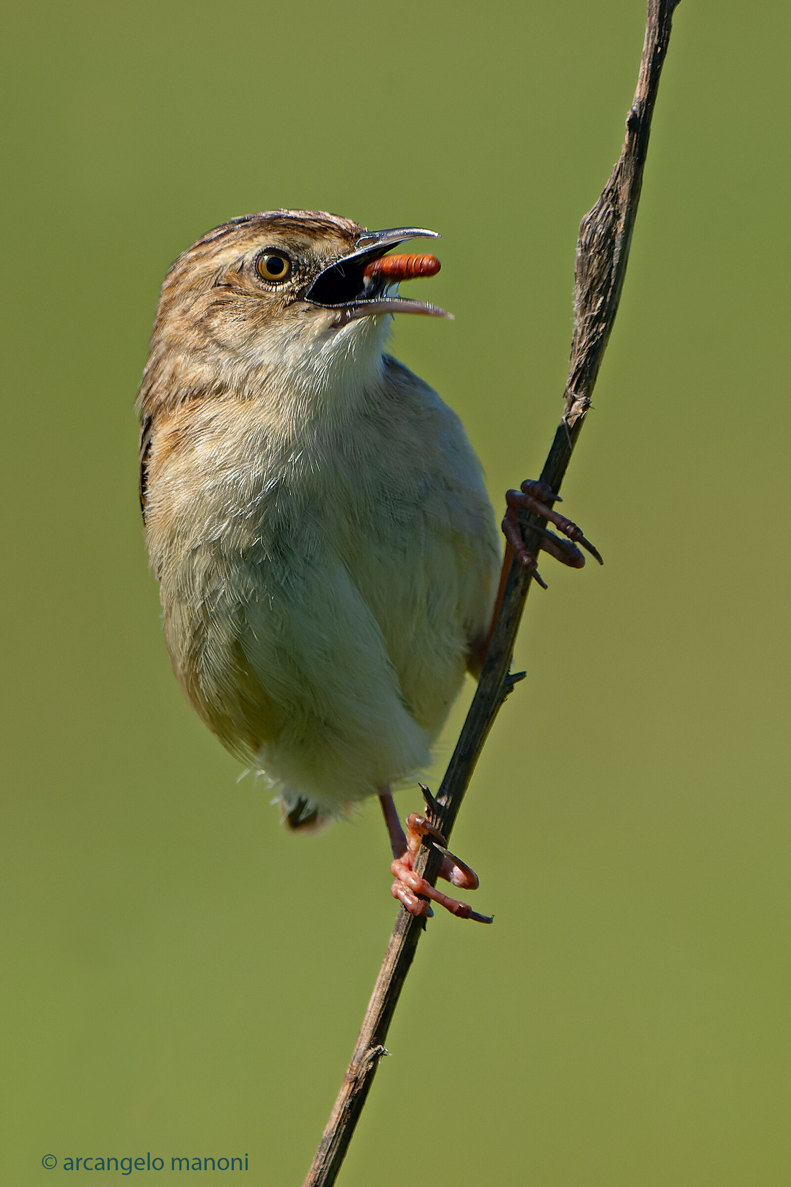 Here's what the flycatcher eats