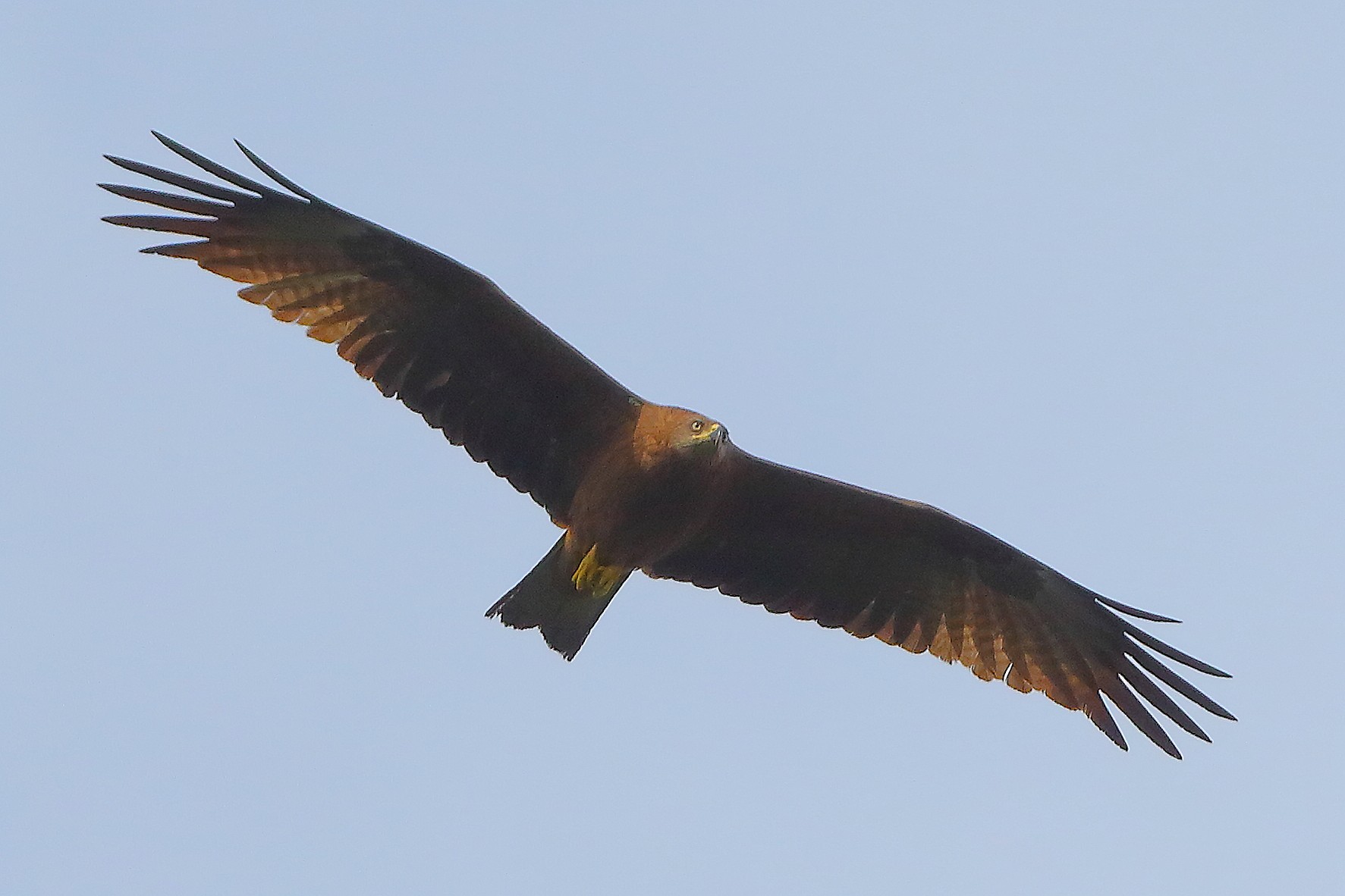 Nibbio bruno 30 marzo 2025 - 0033