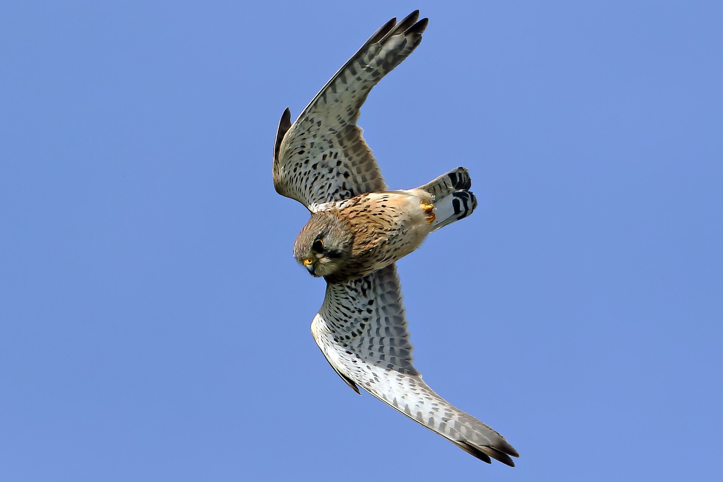 Beaten towards the prey (female lesser kestrel).