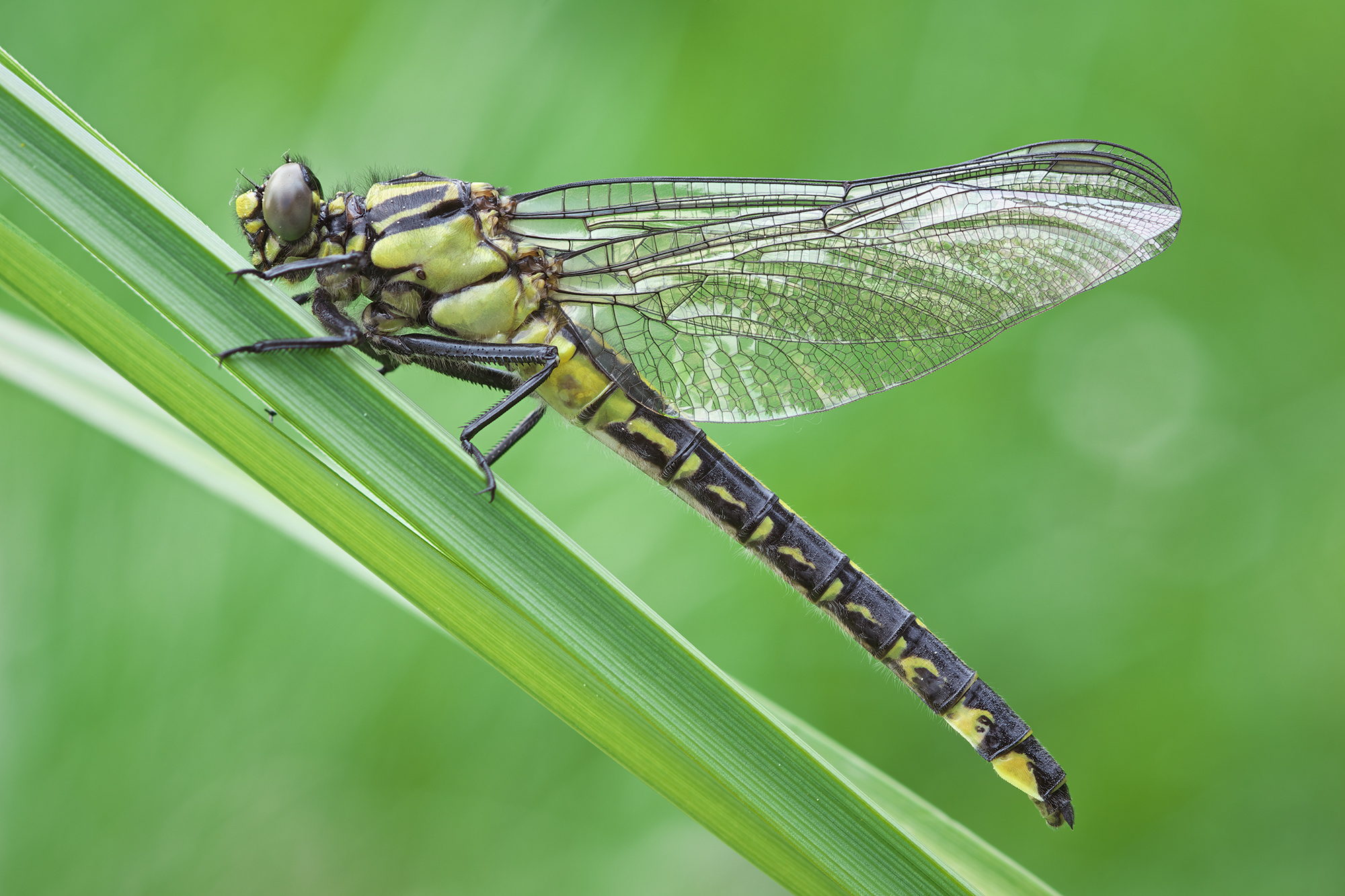 Gomphus vulgatissimus