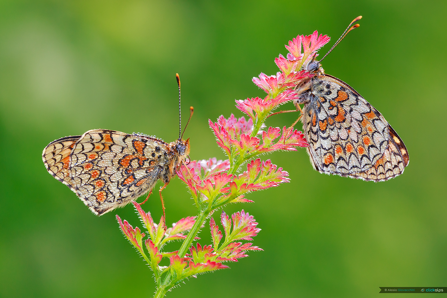 Melitaea phoebe