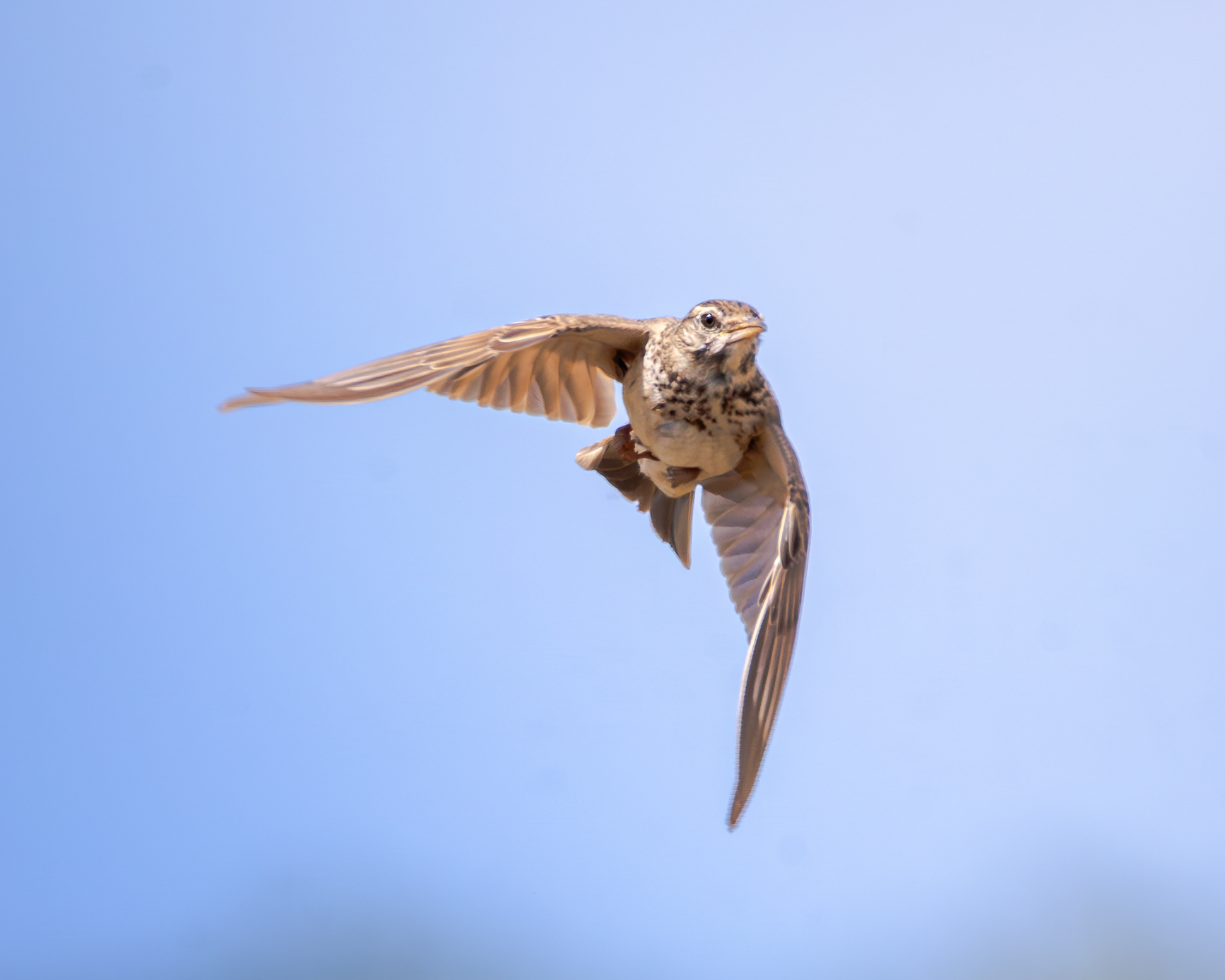 Cappellaccia in flight