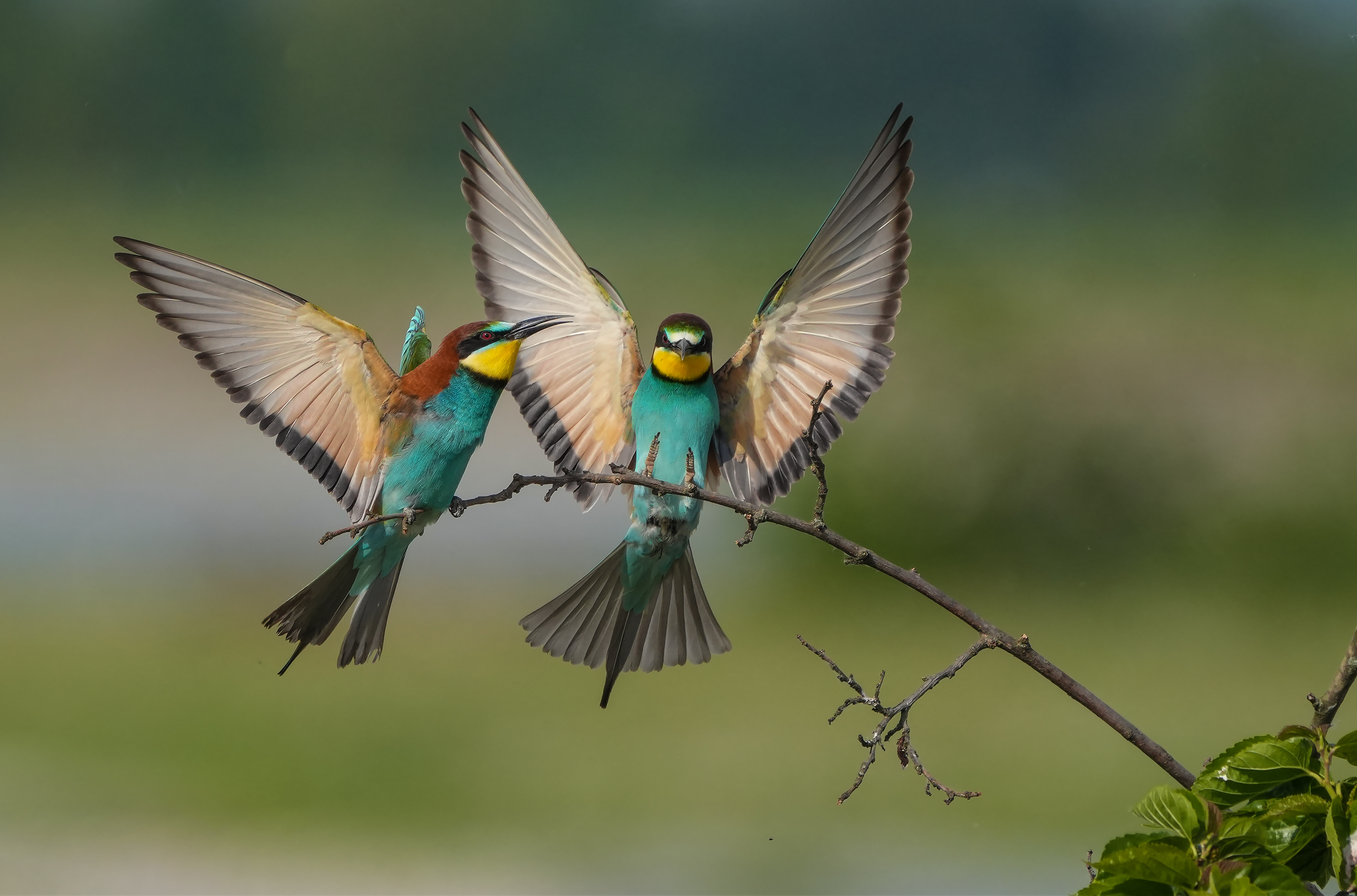 bee-eaters