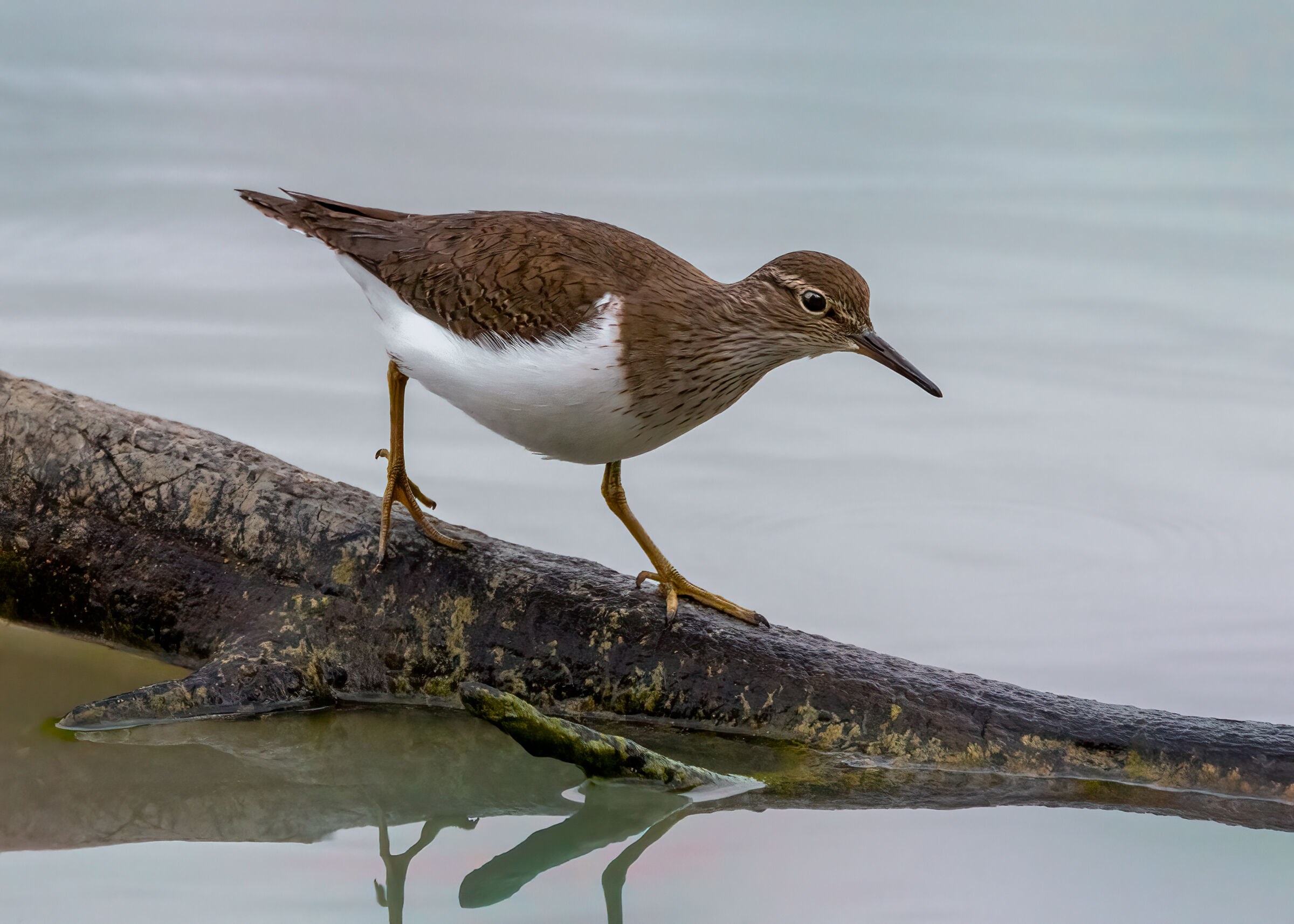 Small Sandpiper