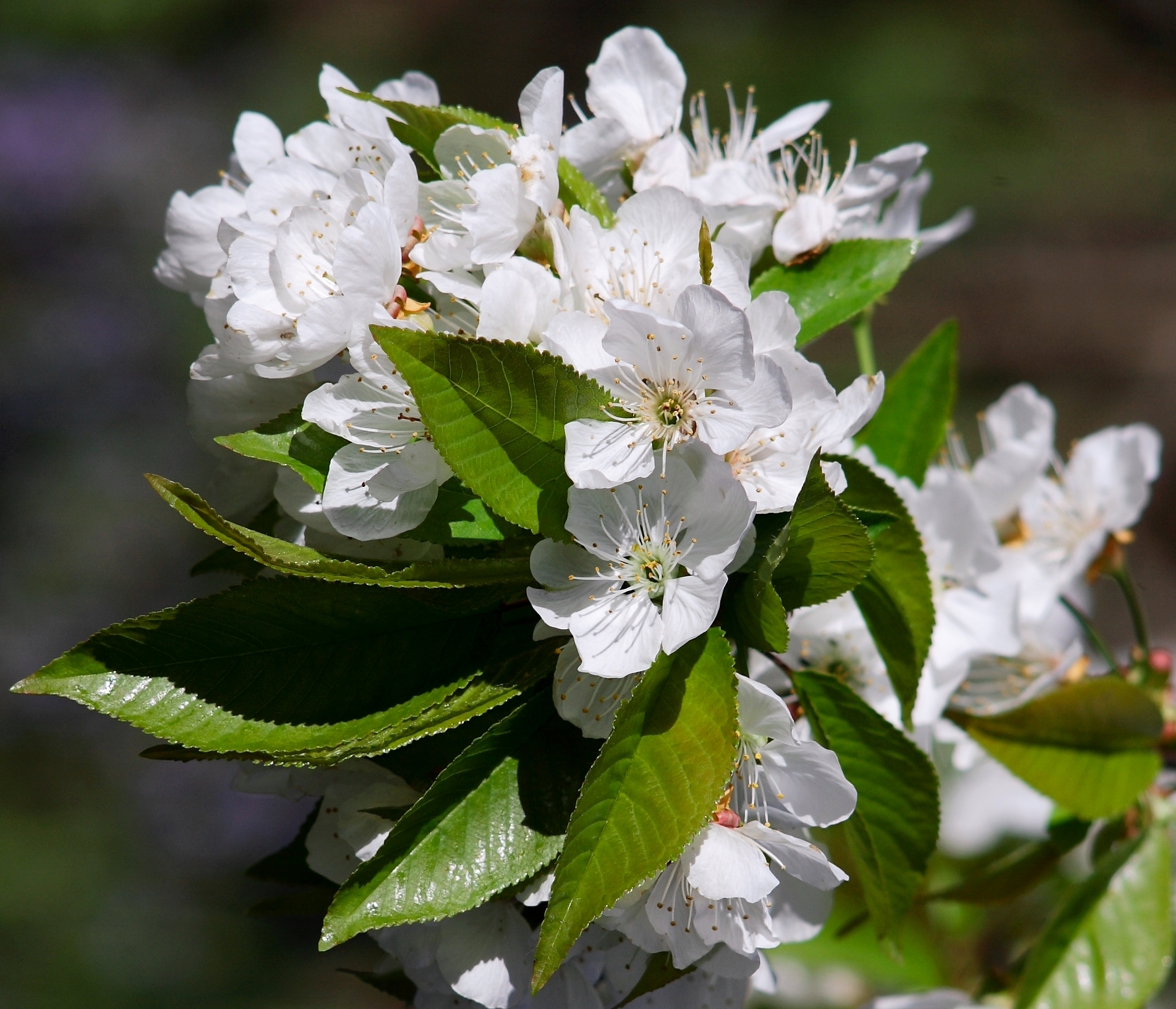 fiore di ciliegio con takumar 200 f4