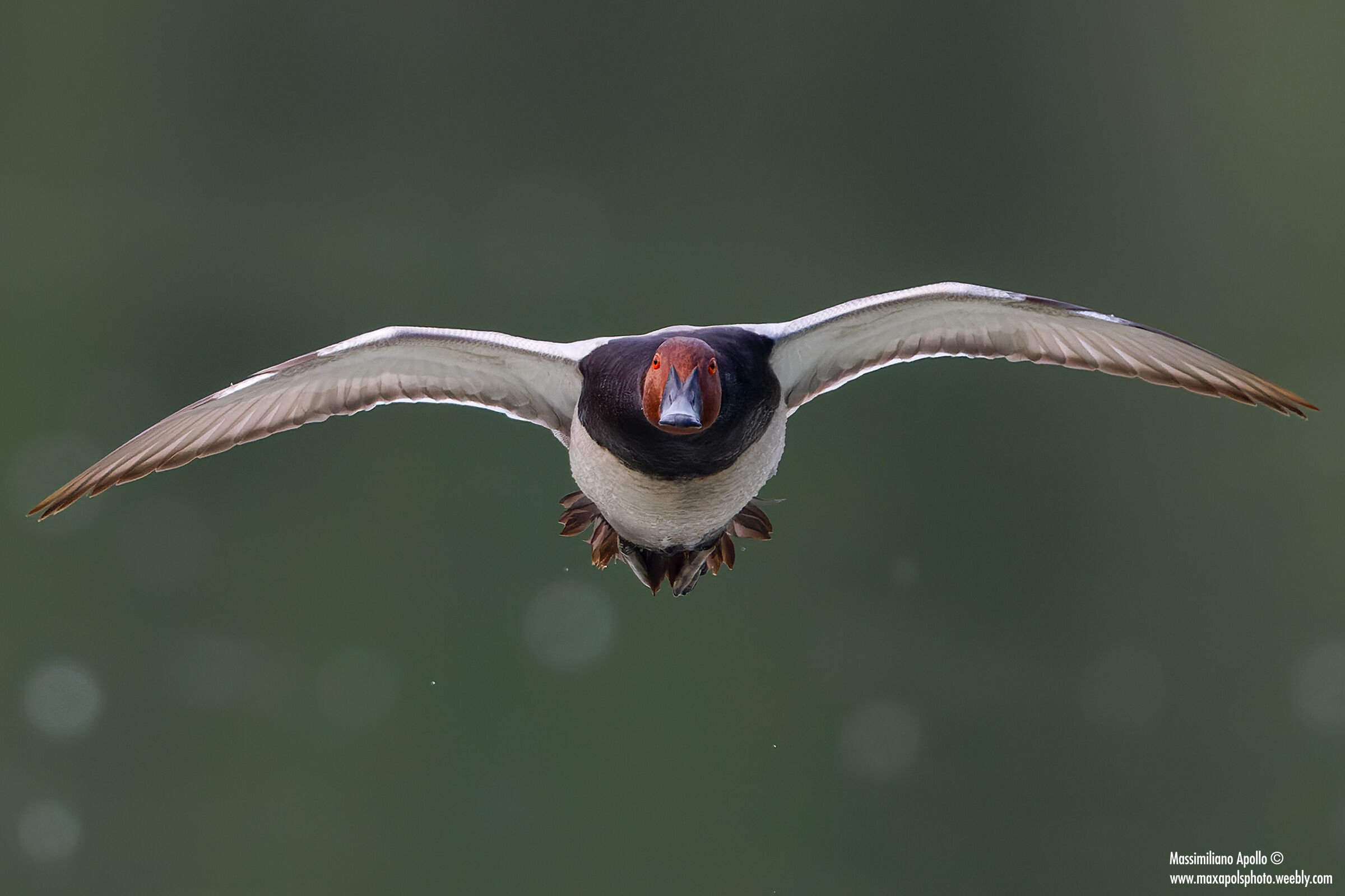 Front Pochard
