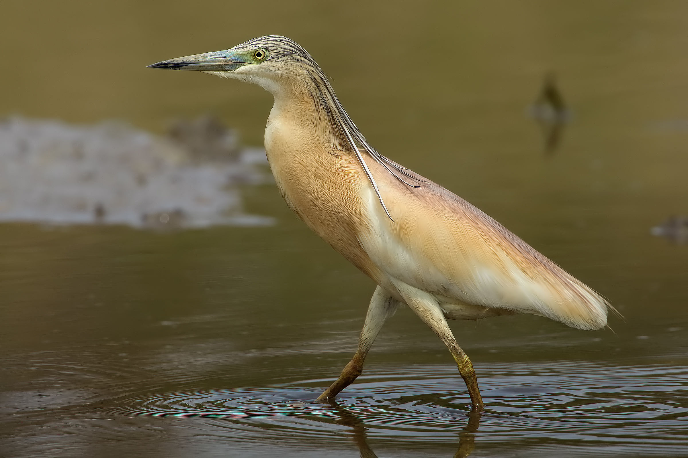 Sgarza by the forelock