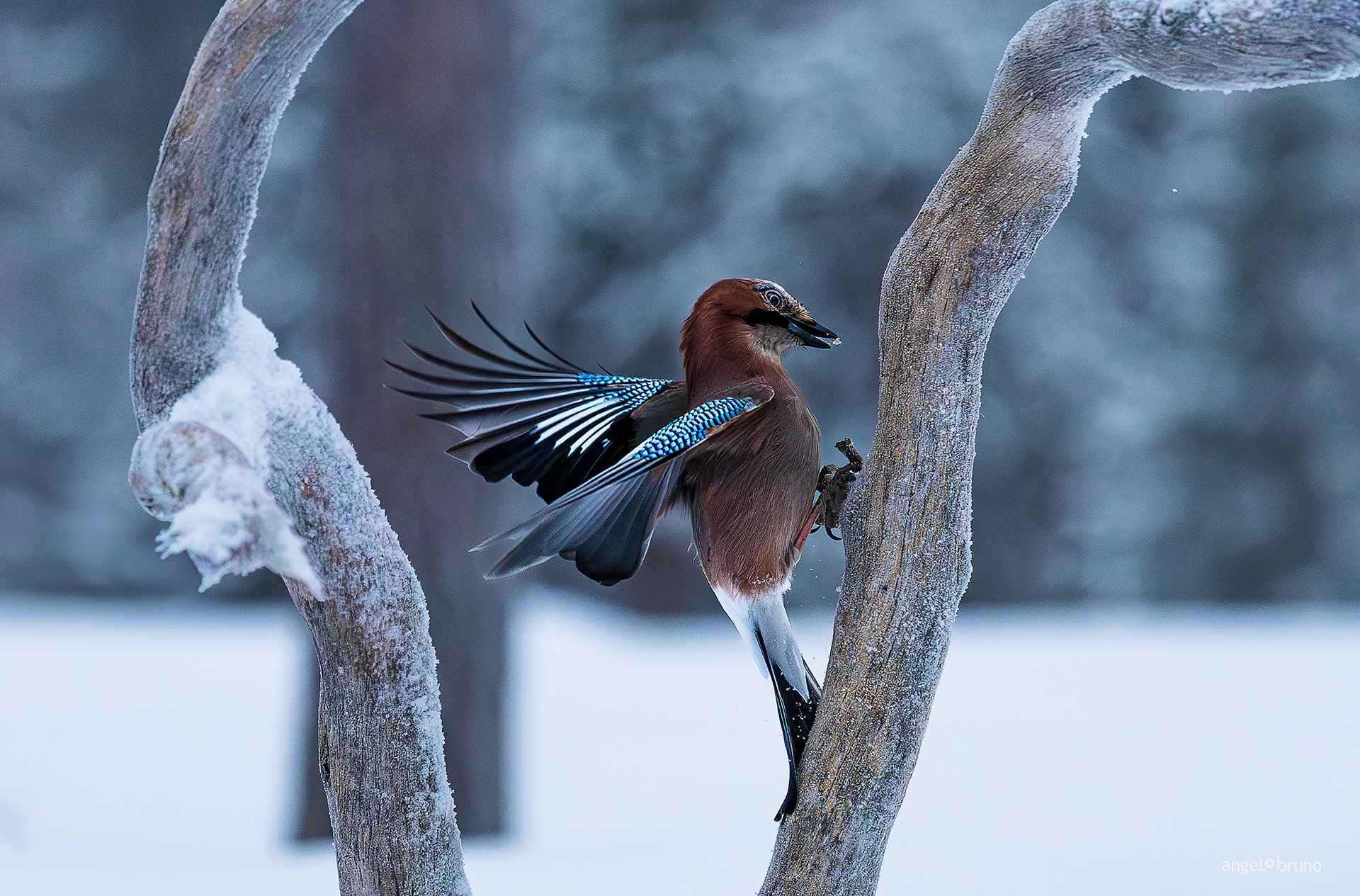 Jay
