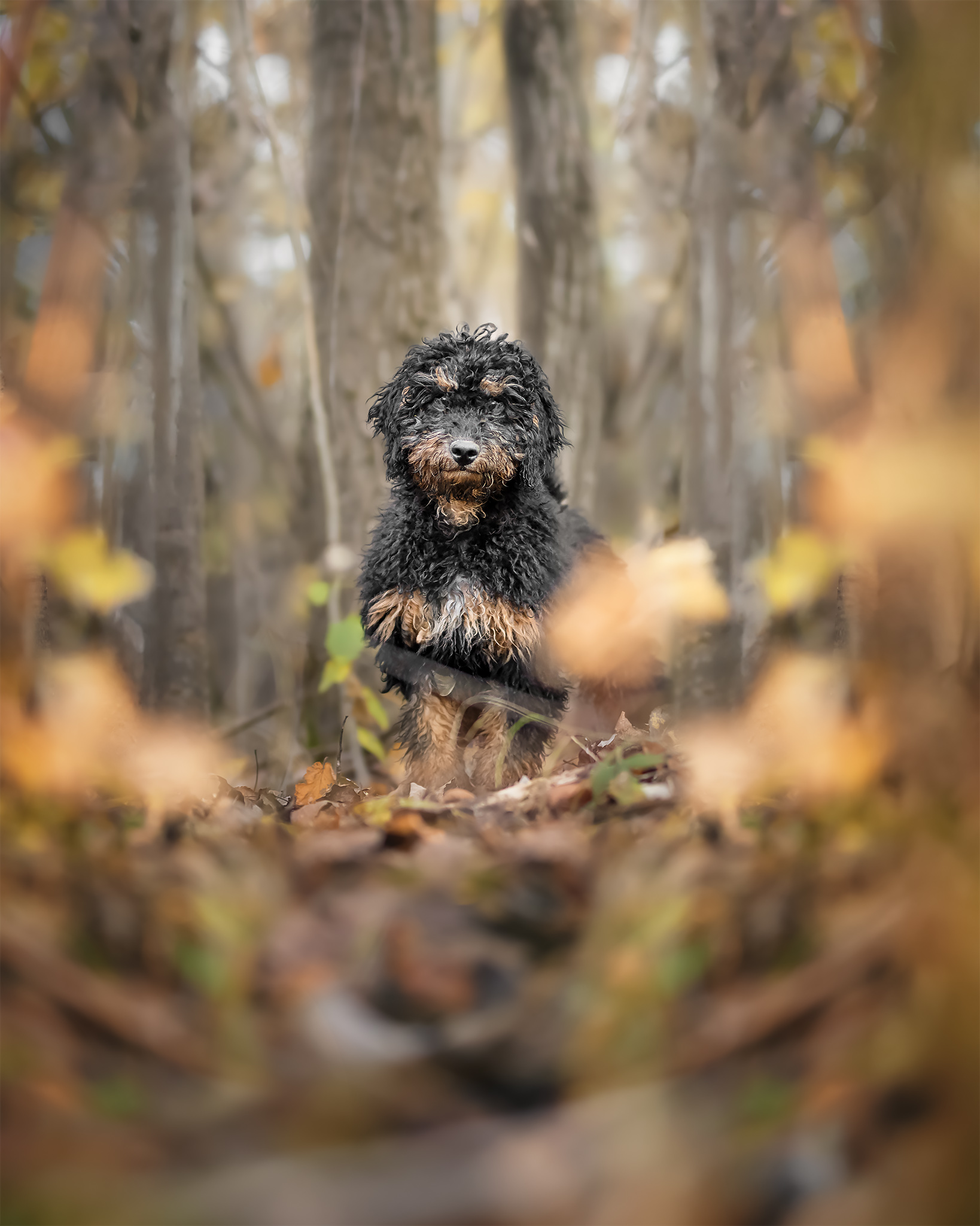 goldendoodle puppy