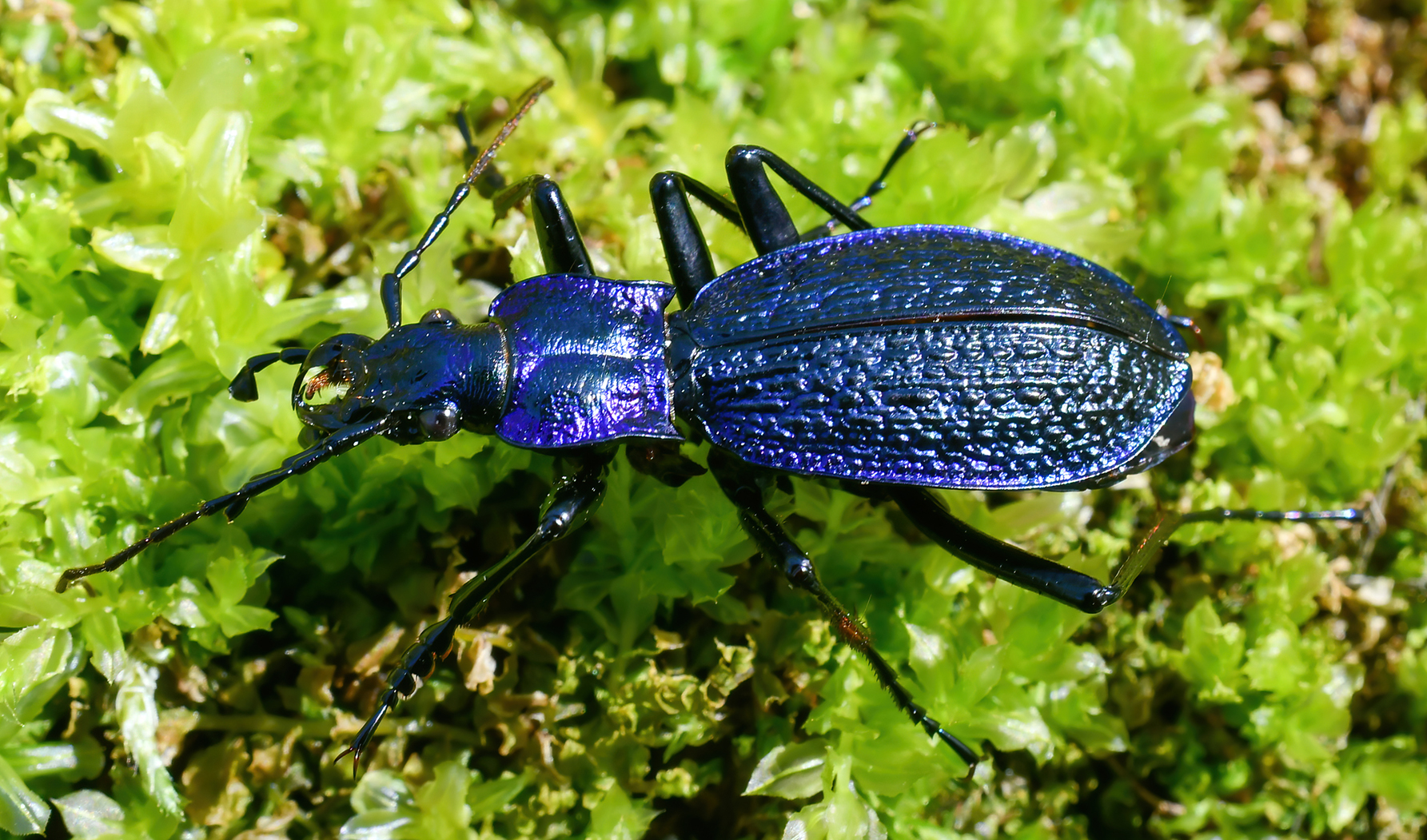 Carabus intricatus...