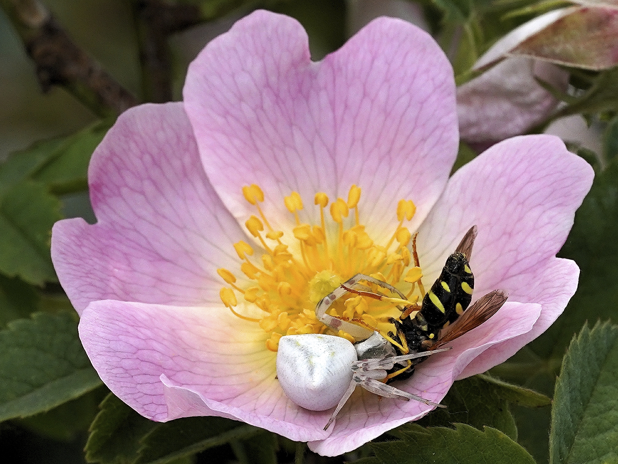 Non ti fidar di un ragno a mezzanotte...