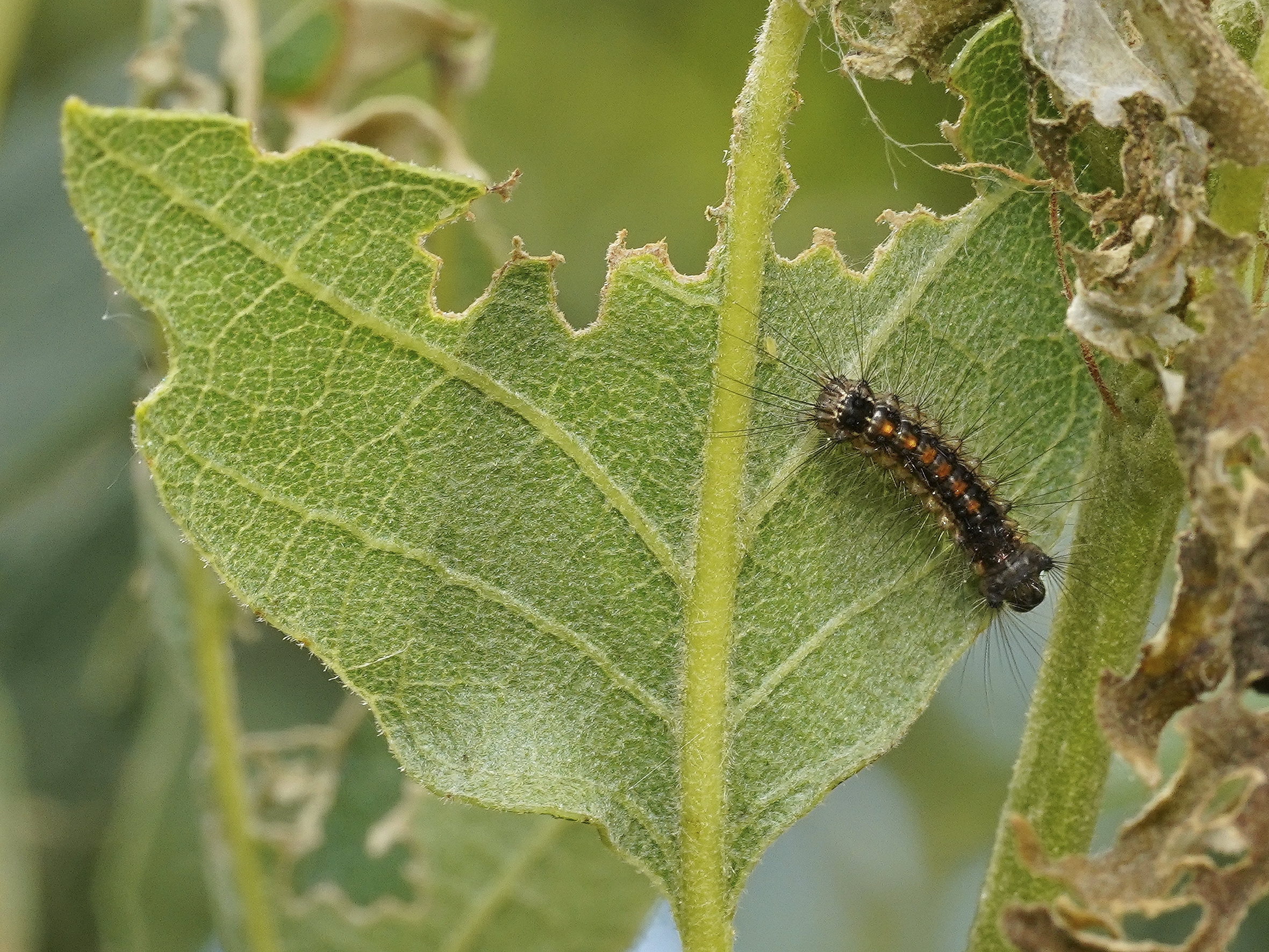 Limantria dispar dispar