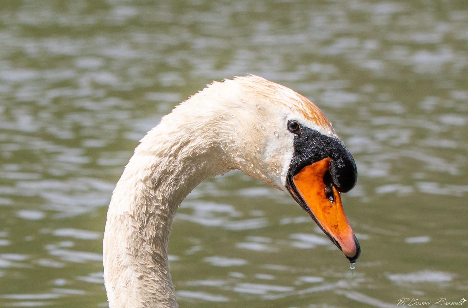 Swan