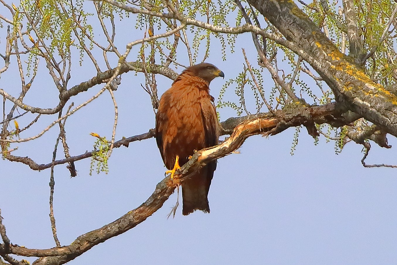 Nibbio bruno 29 marzo 2025 - 0092