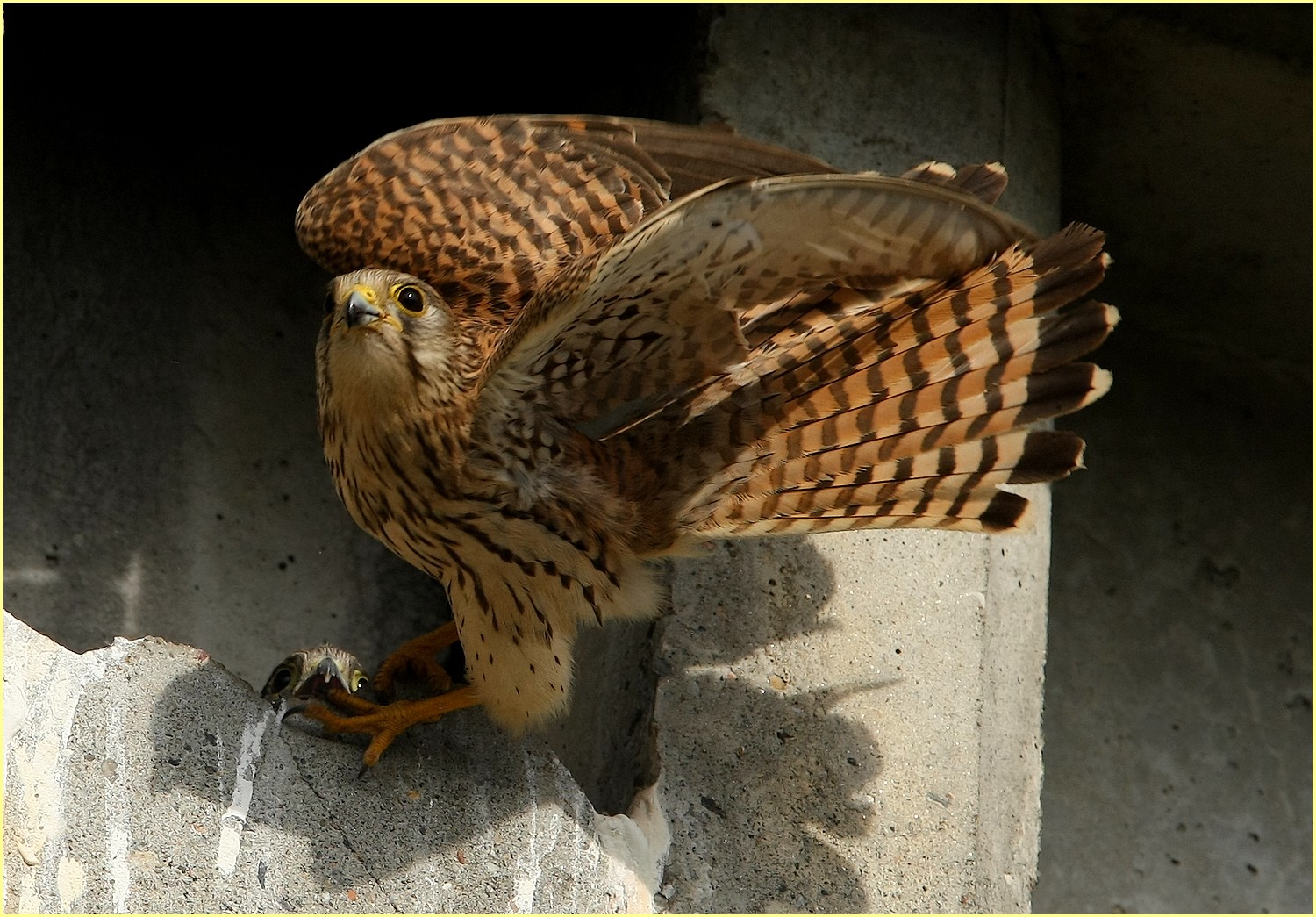 ,, il gheppio e il pullo ,,