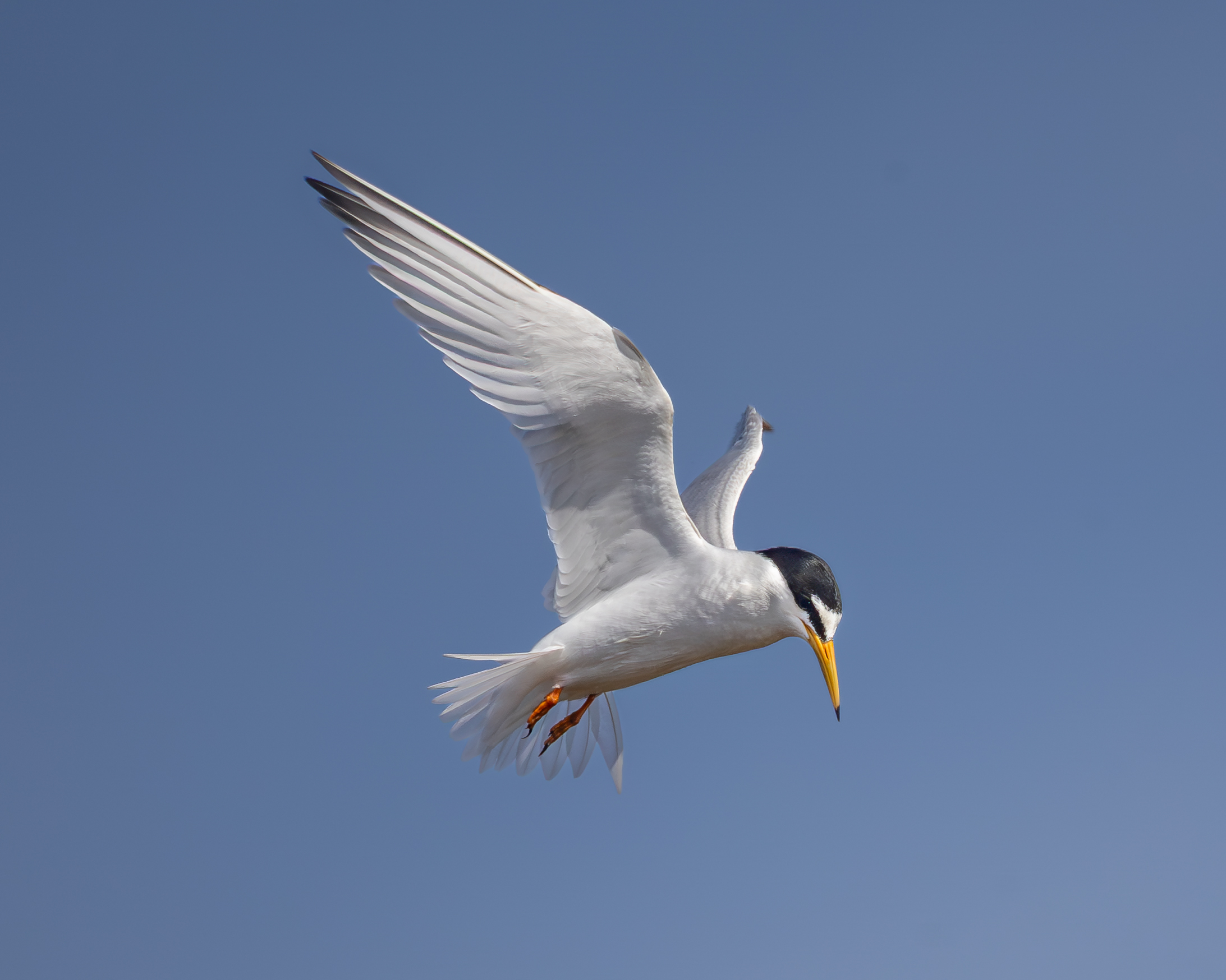 Little brother in the Holy Spirit