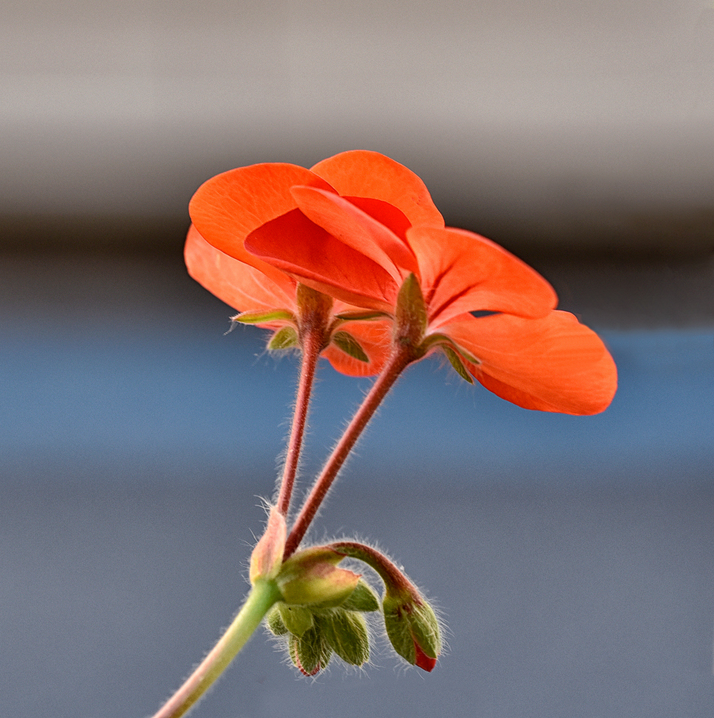 Little geraniums....