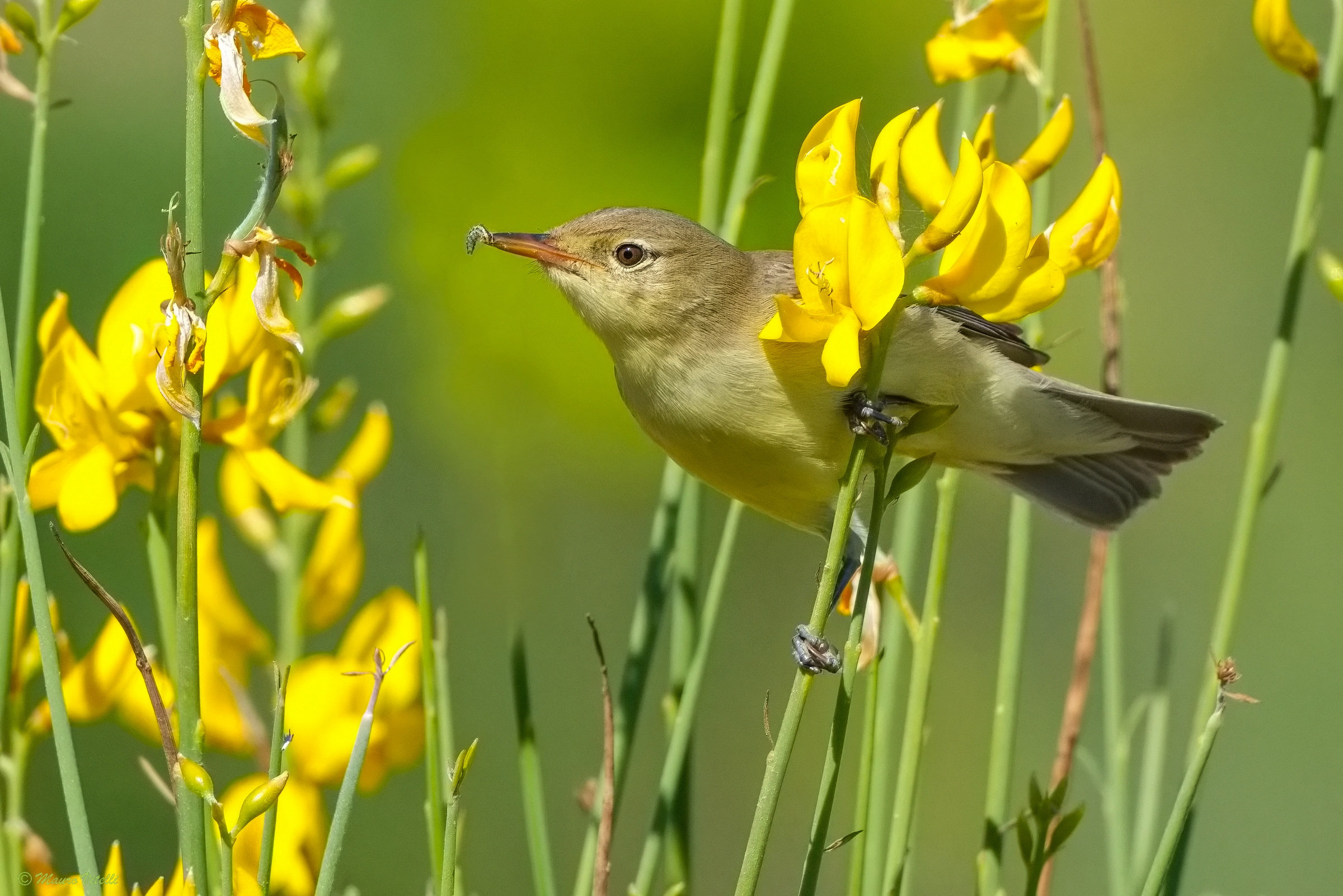 Greater Warbler (Hippolais icterina)