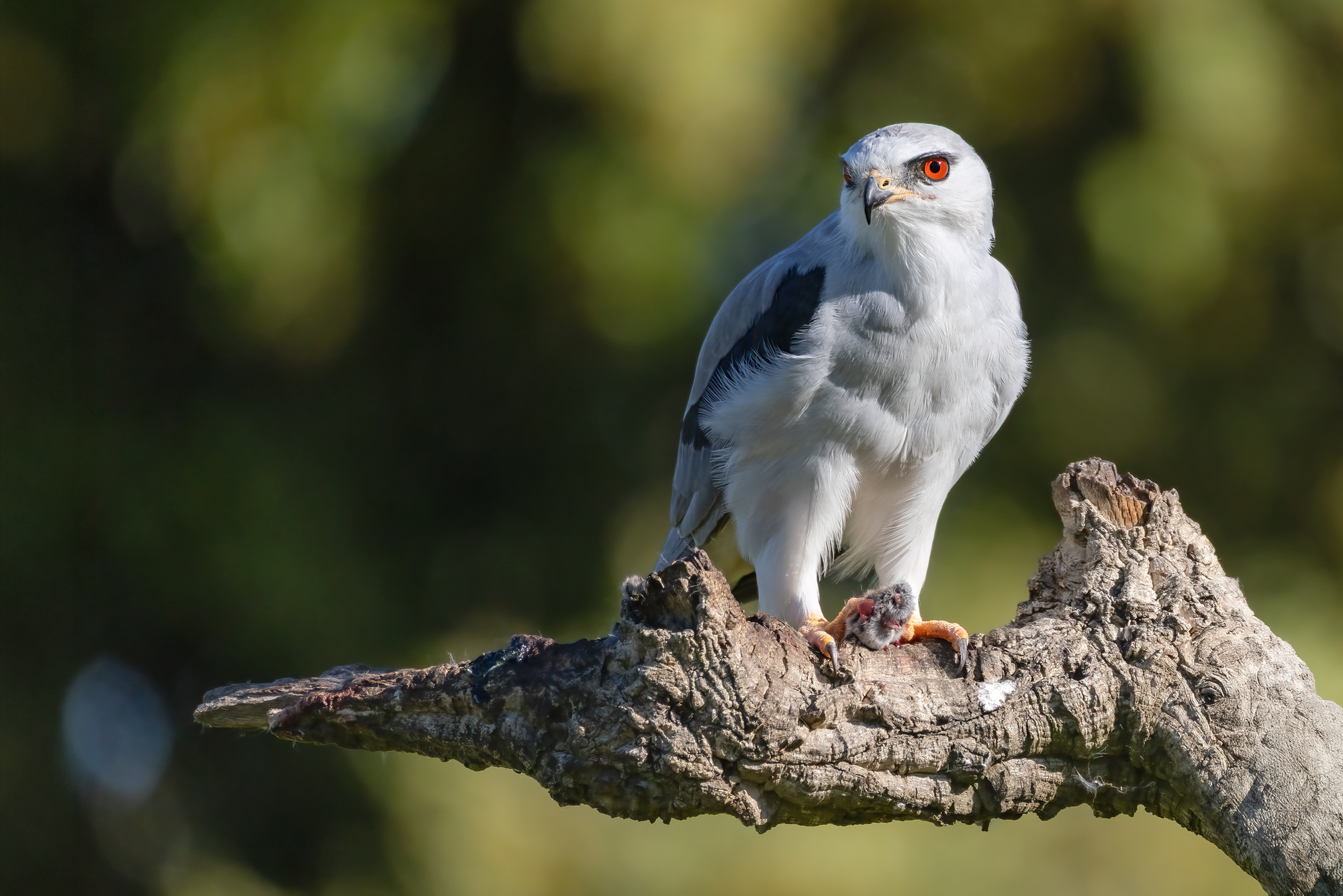 White Kite