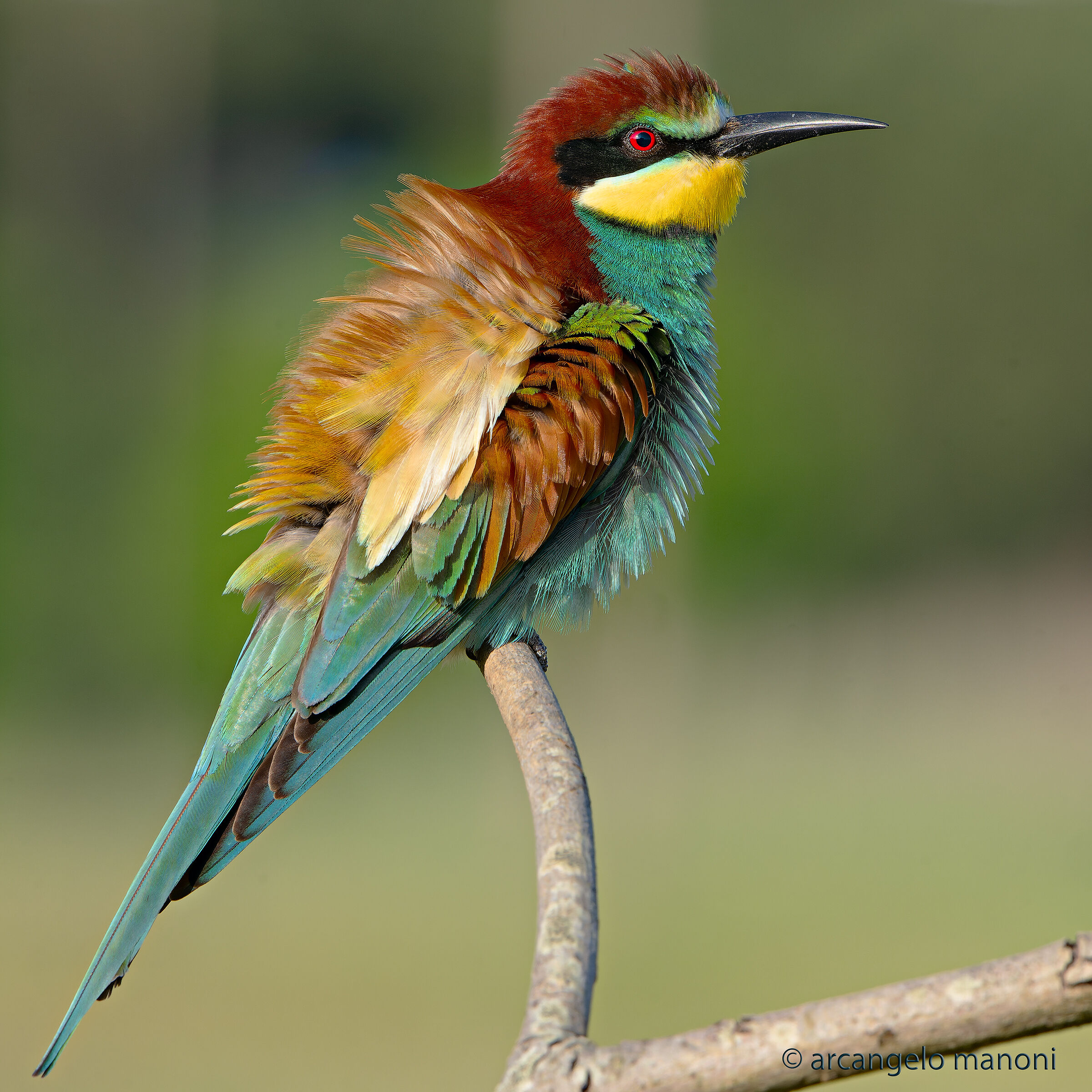 Bee-eater in colors