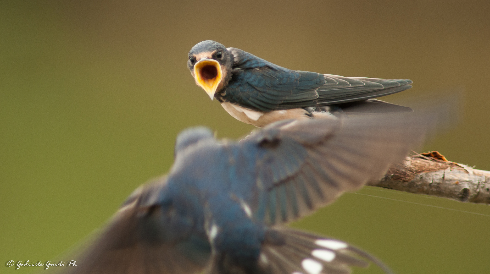 Pranzo a domicilio - 2
