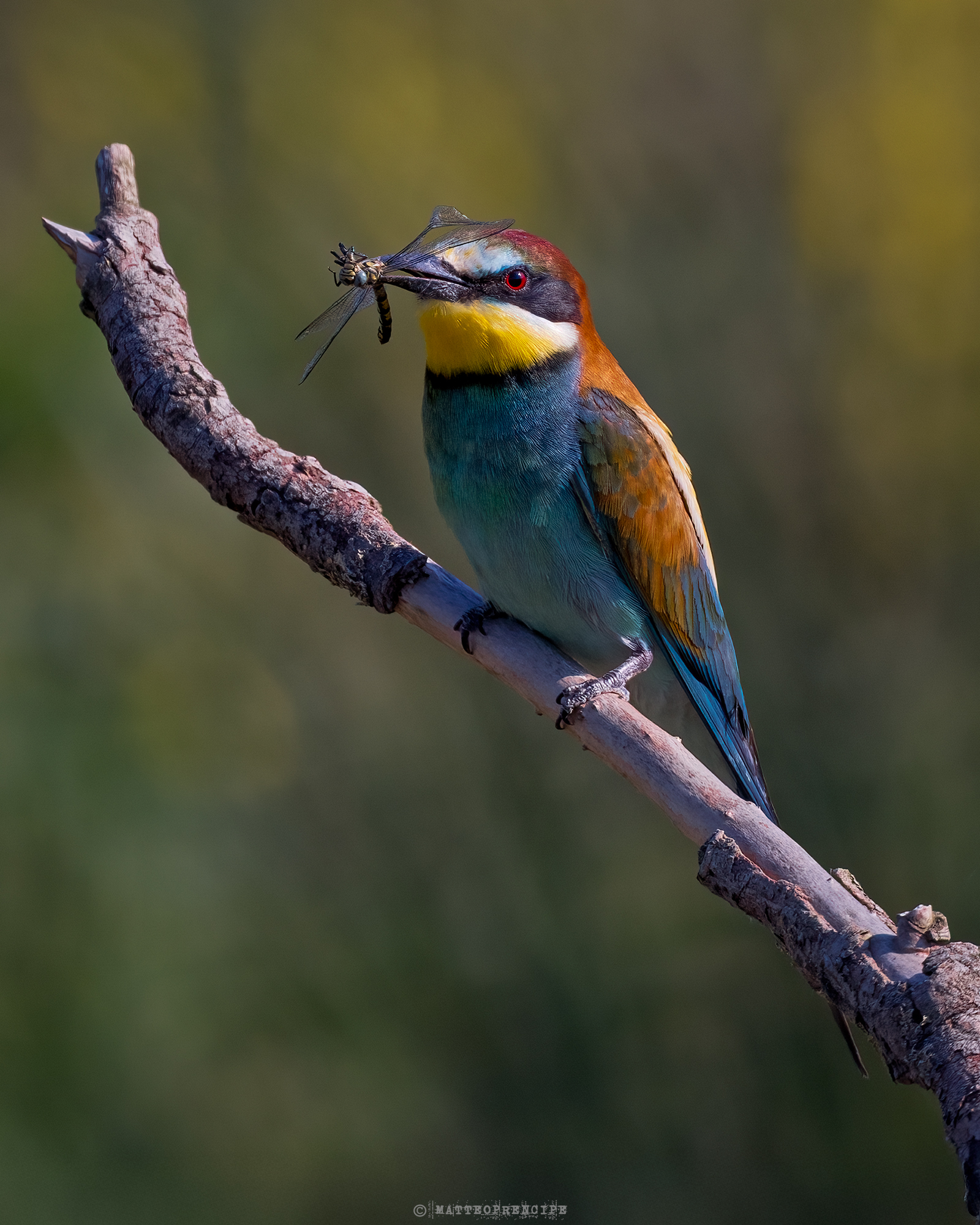 Bee-eater with prey