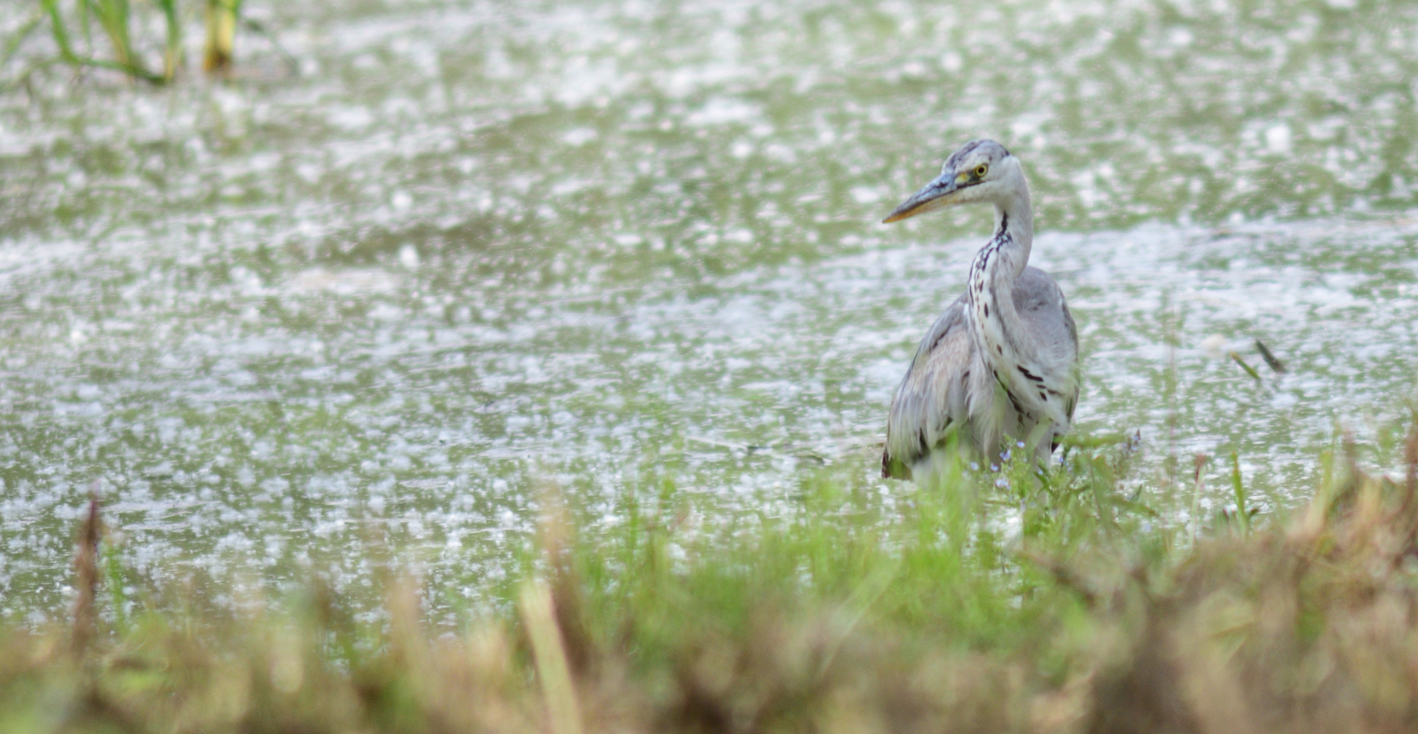 grey heron