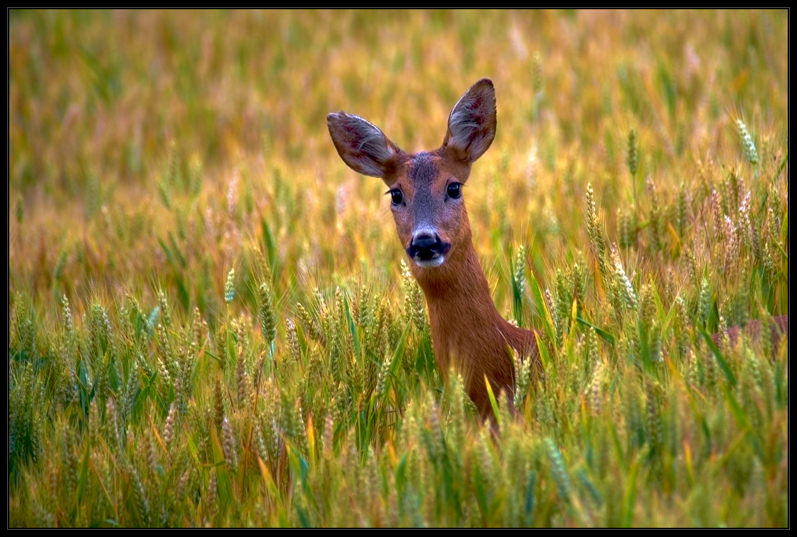 Roe deer in the wheat