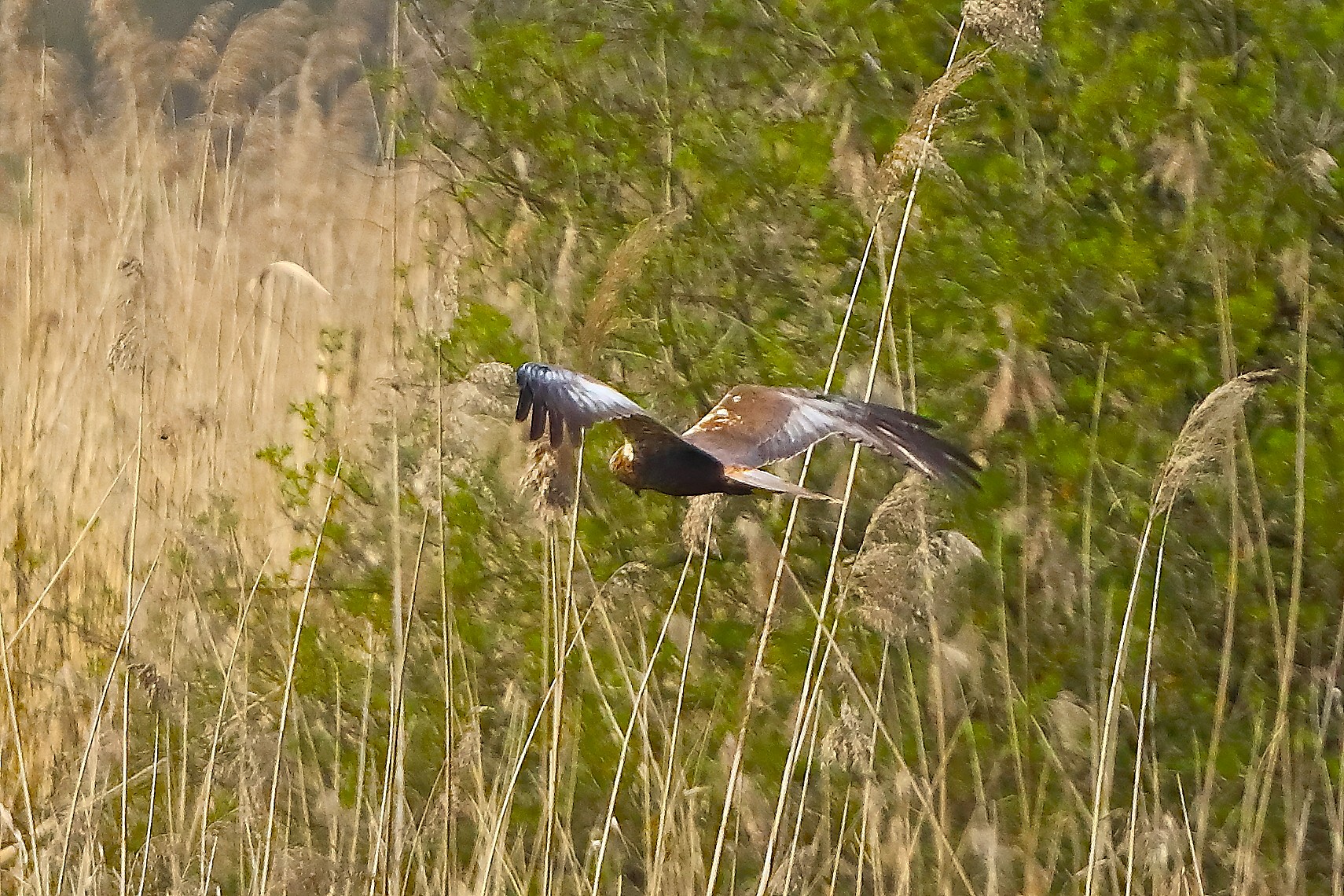 Falco di palude M 05 aprile 2025 - 0172