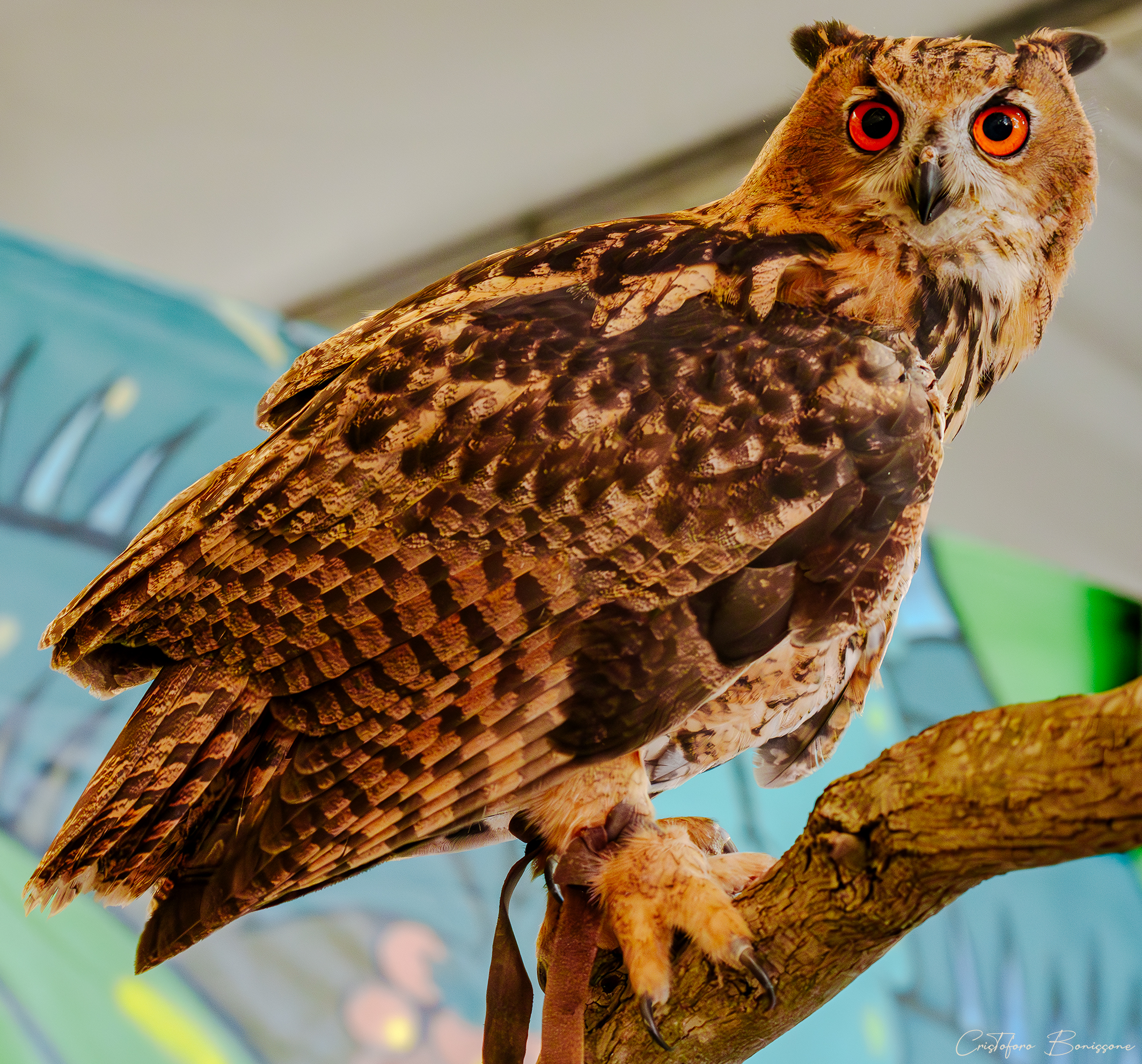 Eagle owl