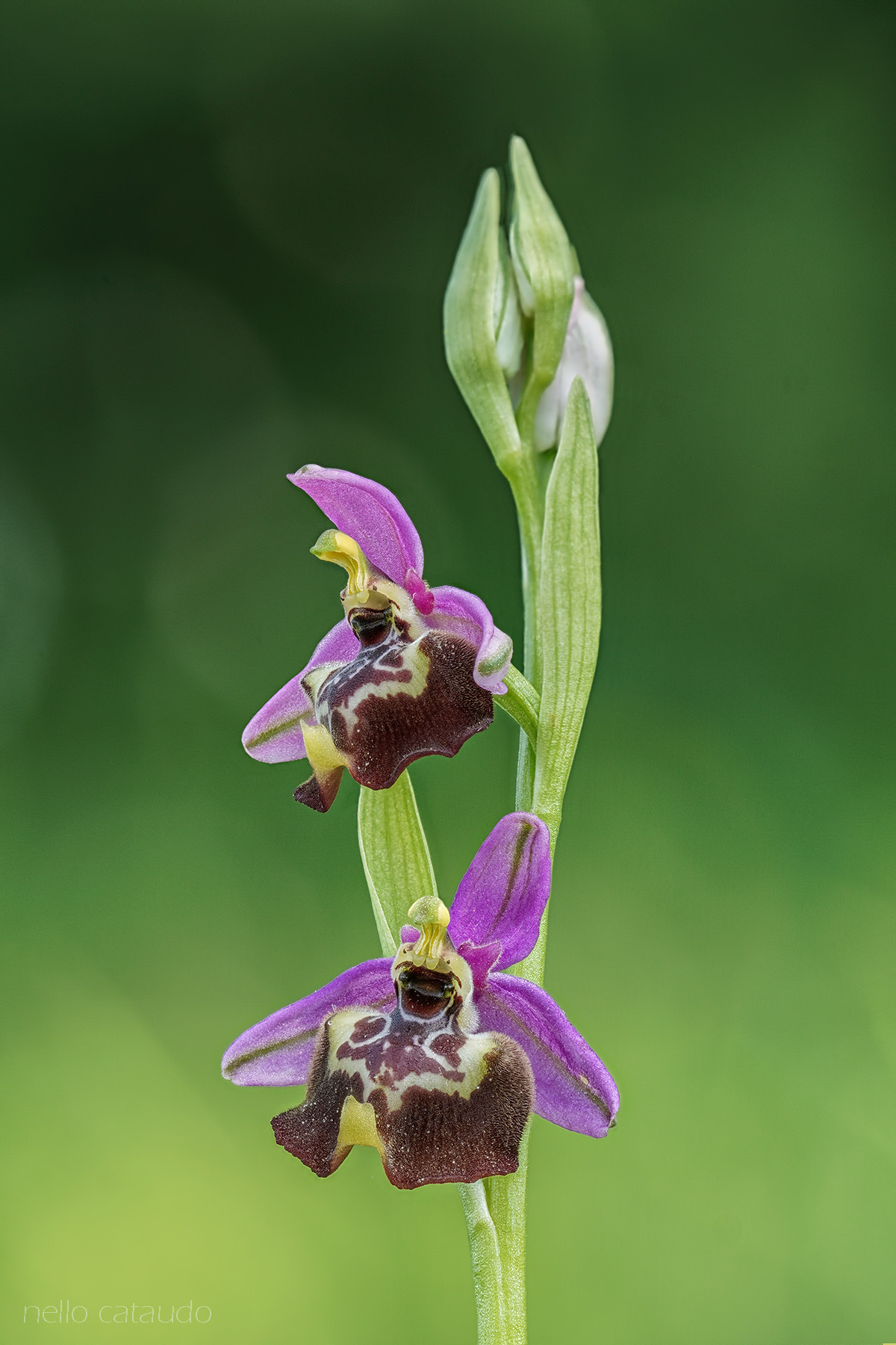 Ophrys oxyrrhynchos subsp. calliantha