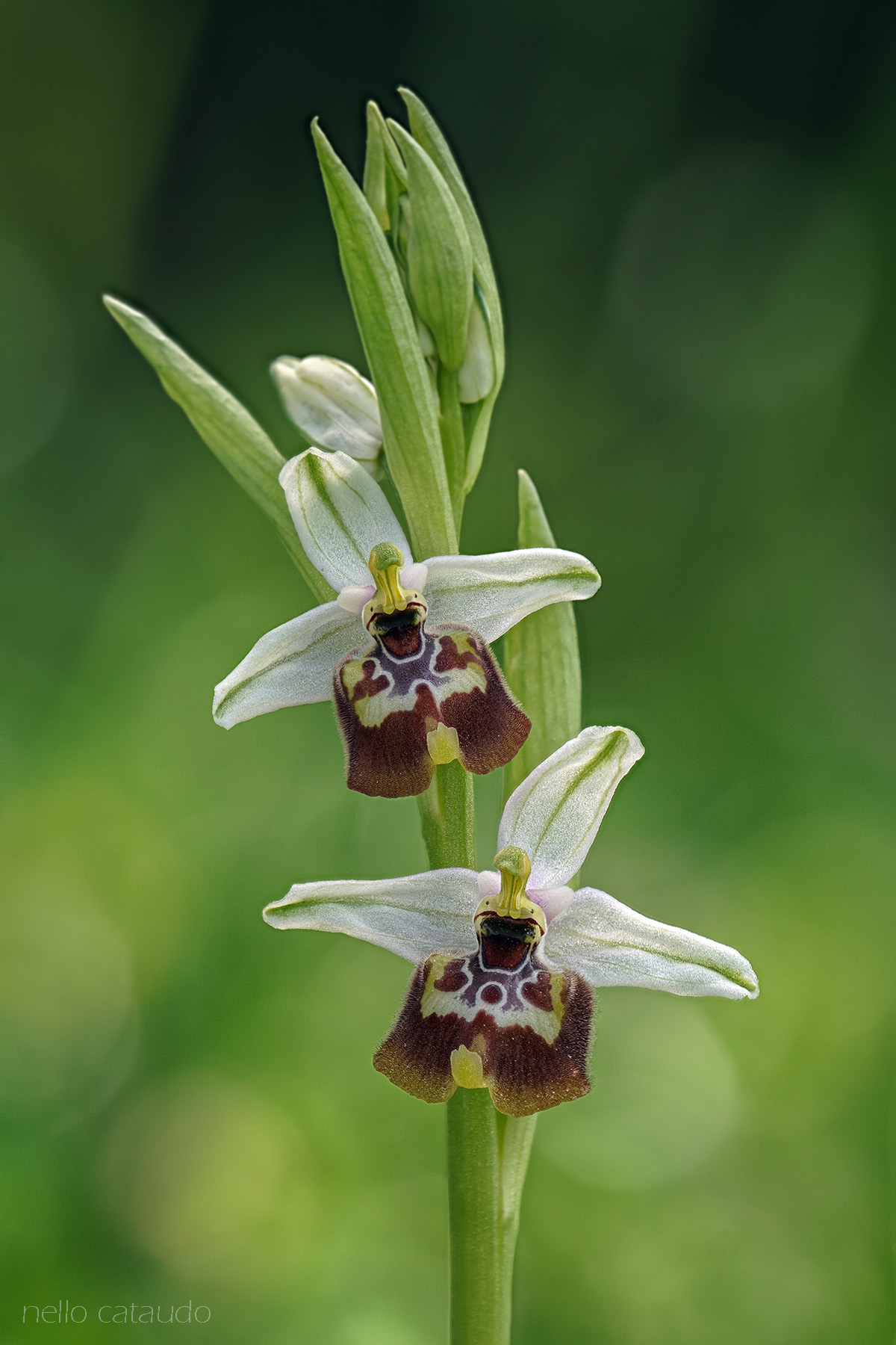 Ophrys oxyrrhynchos subsp. calliantha