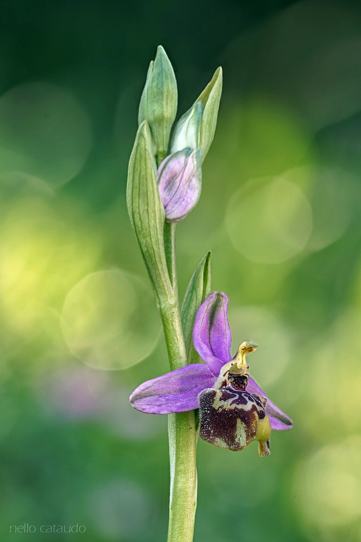 Ophrys oxyrrhynchos subsp. calliantha
