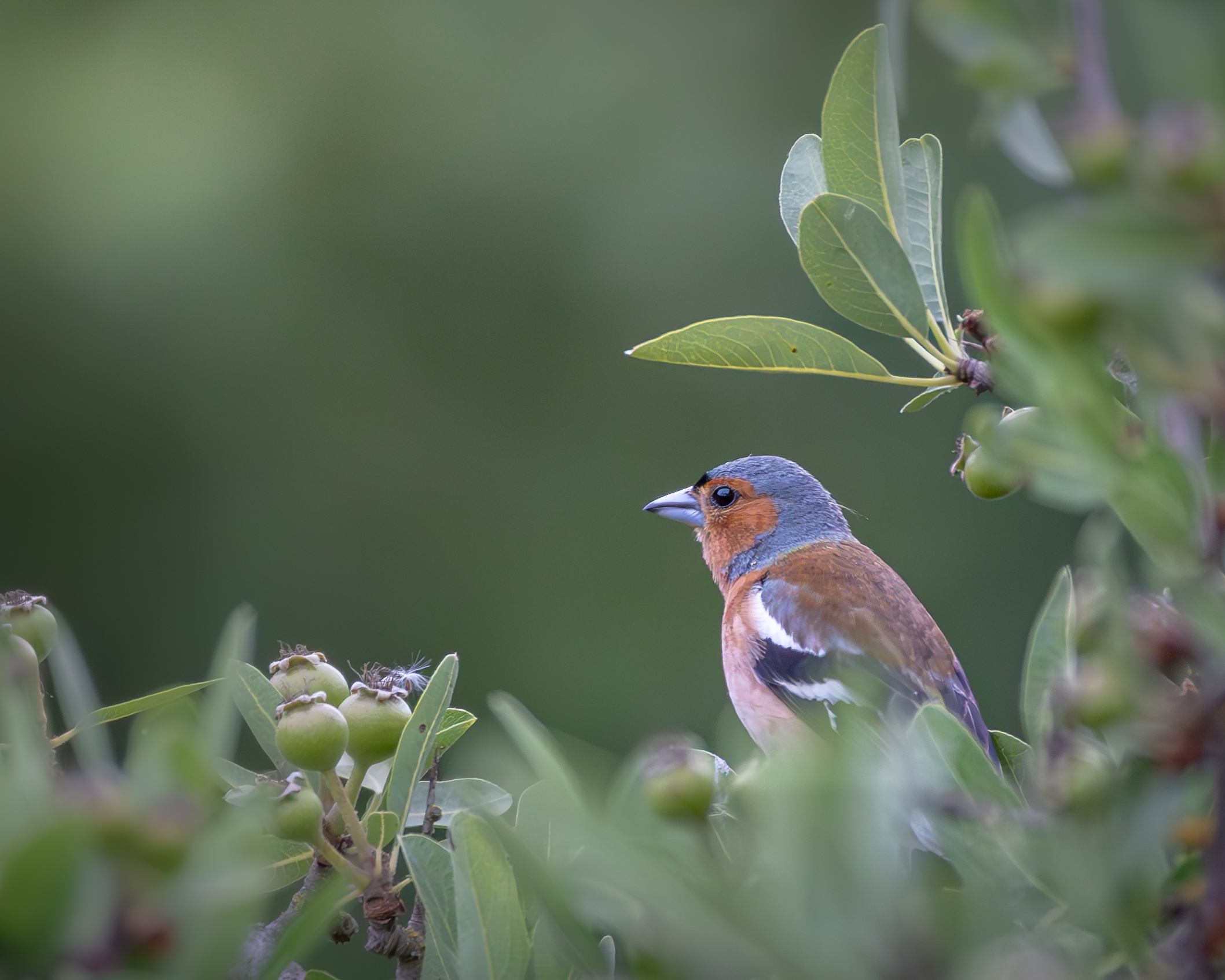 Chaffinch