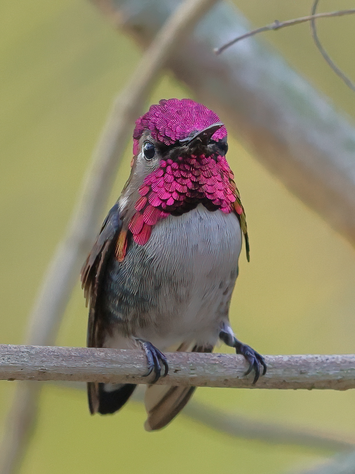 Helen's Hummingbird