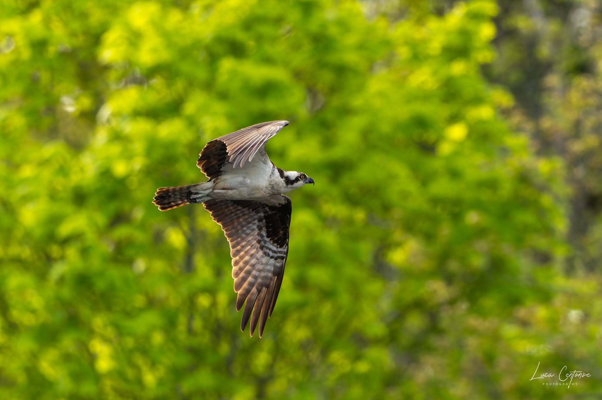 Osprey (Falco pescatore)