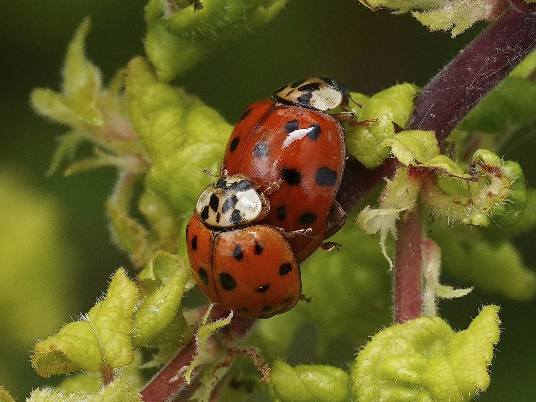 Nelle botti piccole c'è il vino più buono....