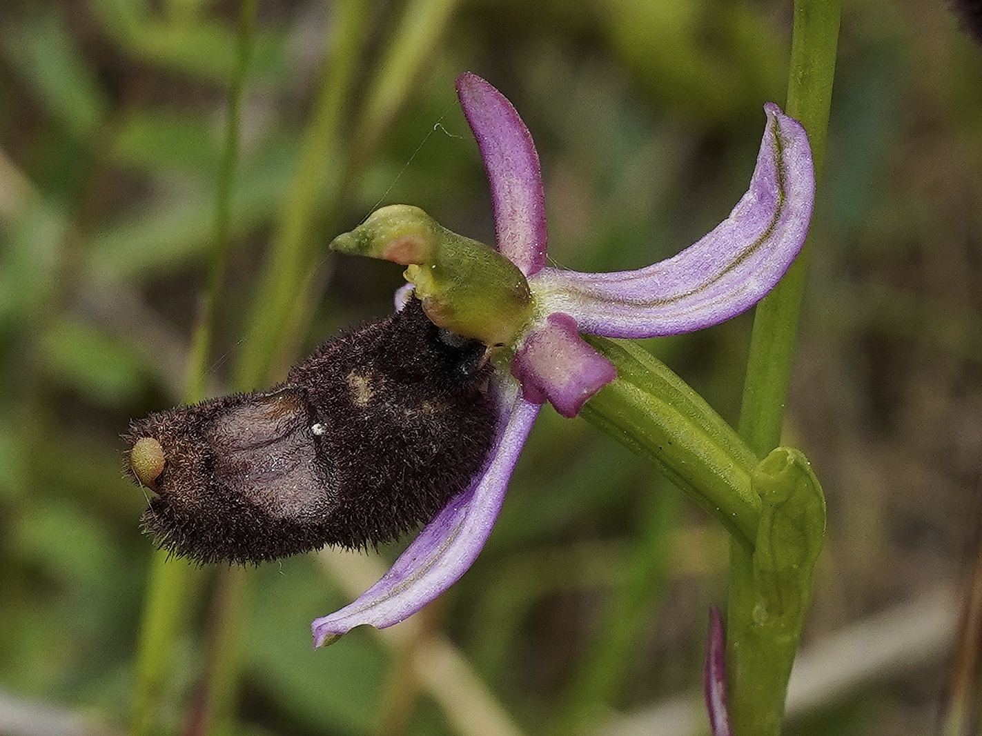 ophrys bertolonii