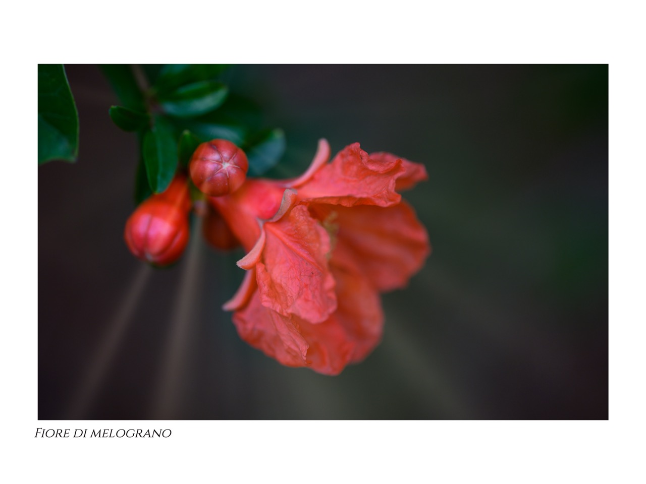 Il calice rosso rubino