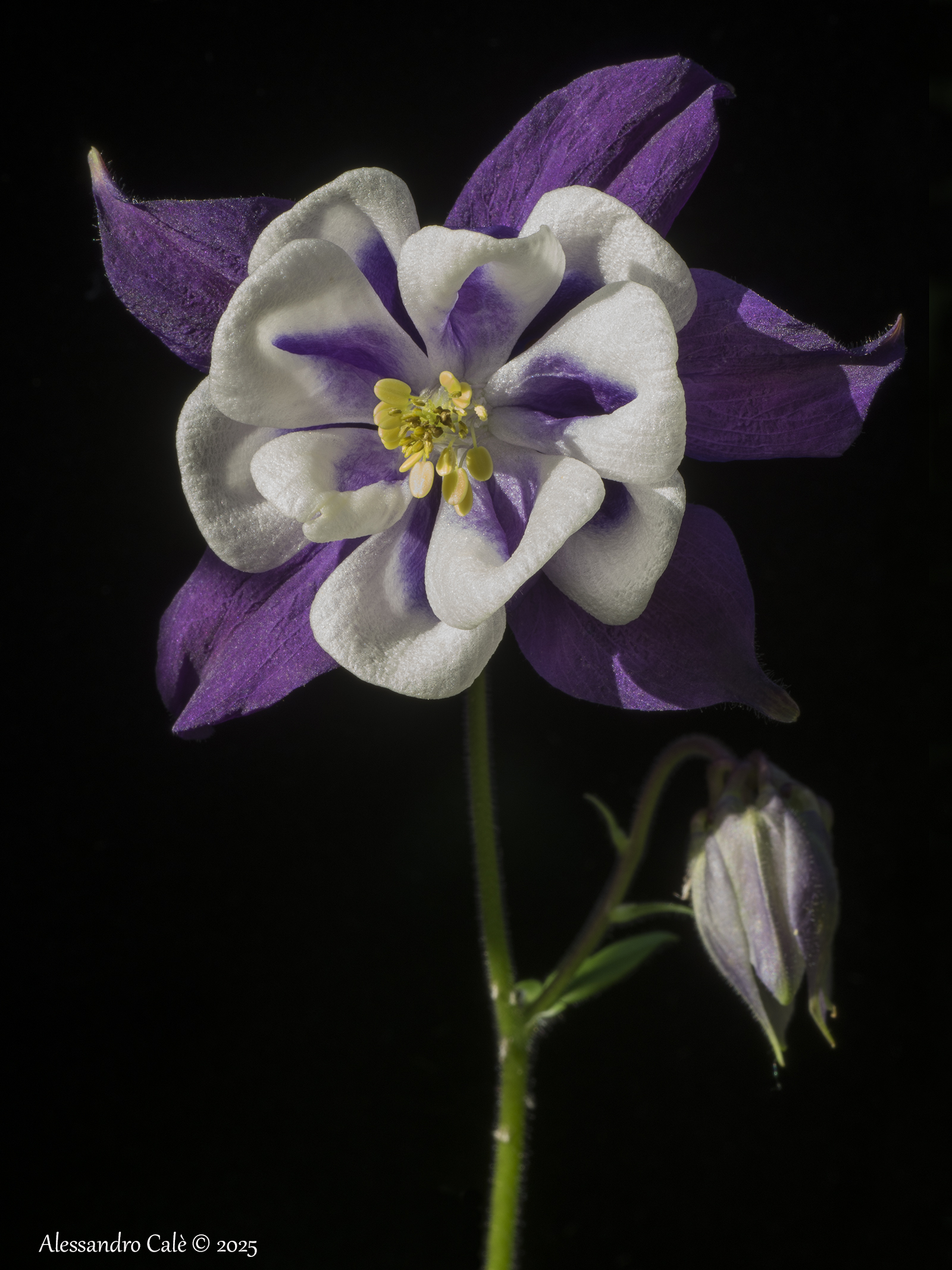 Aquilegia 2261