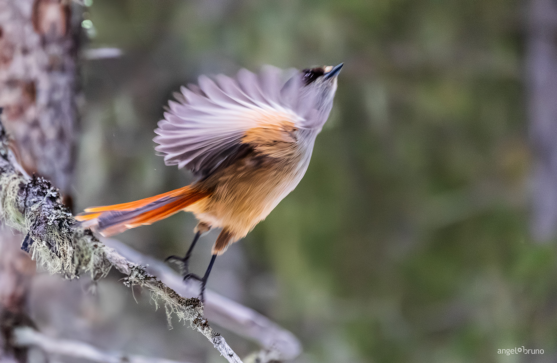 Take-off