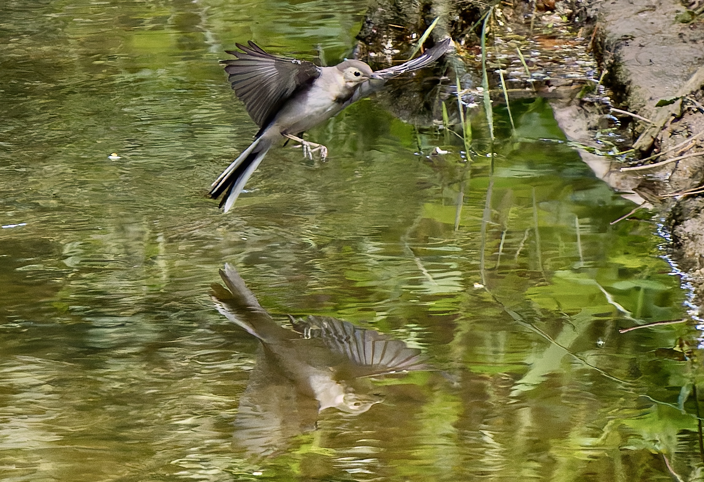 The ballerina in the water