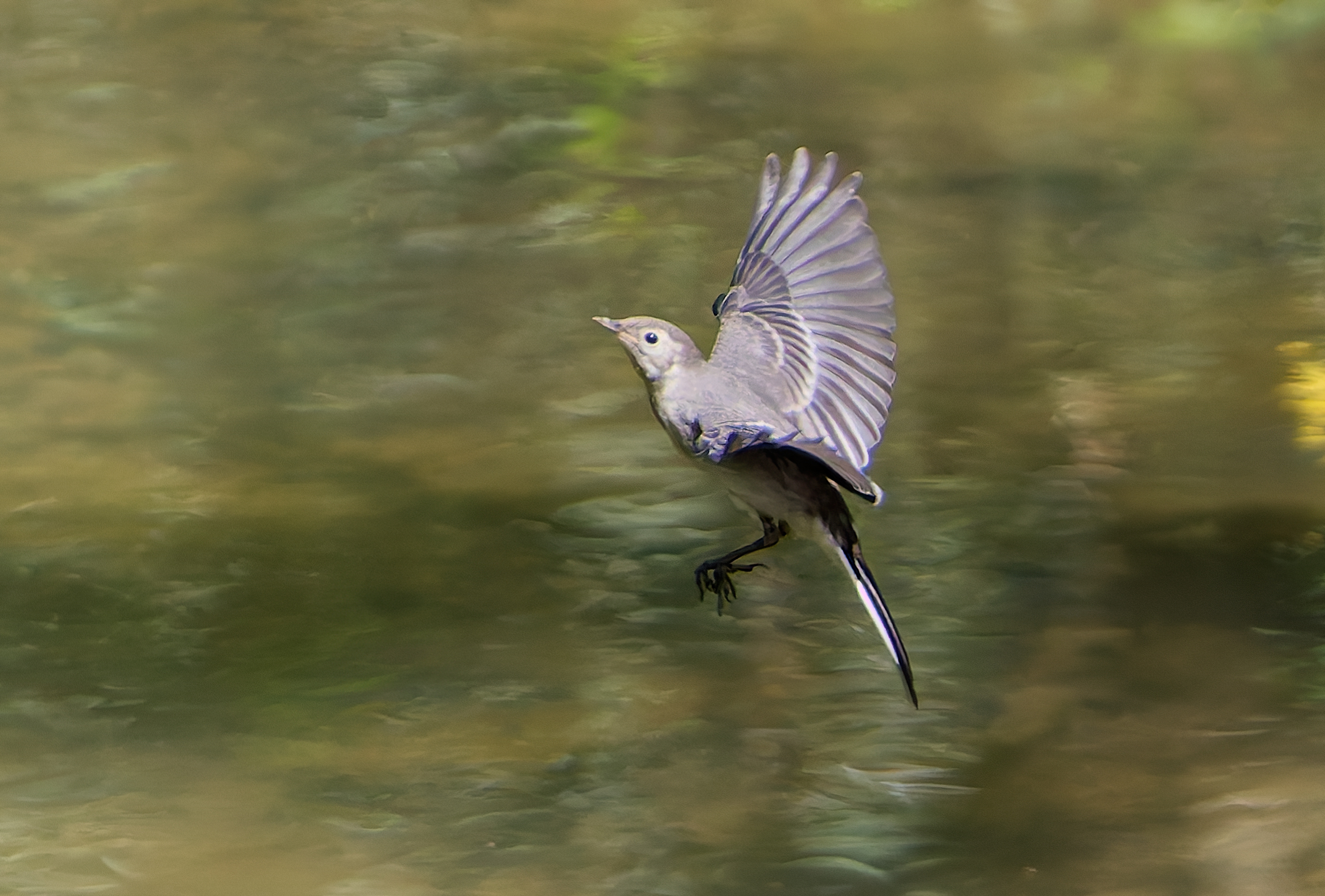 The dancer dances on the water