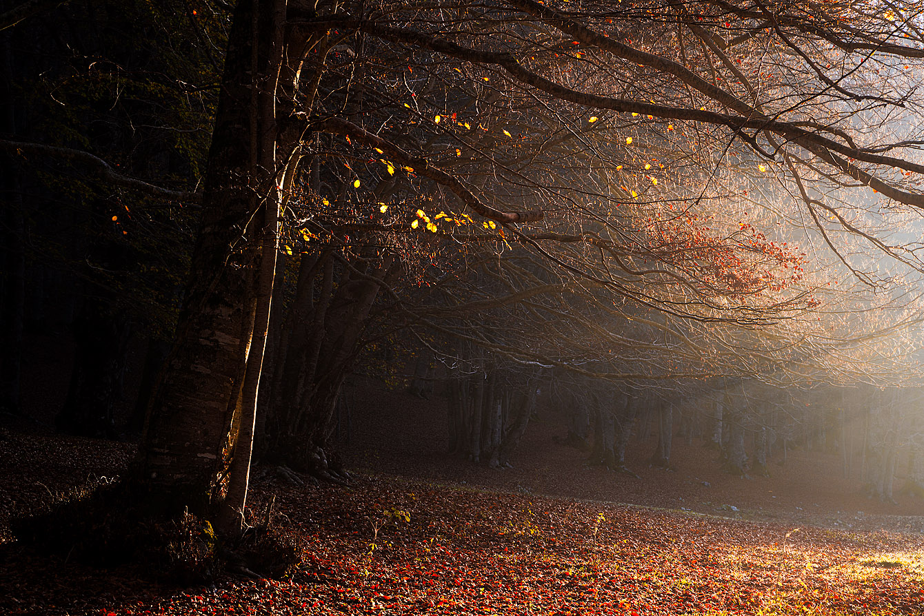 Luce nel bosco