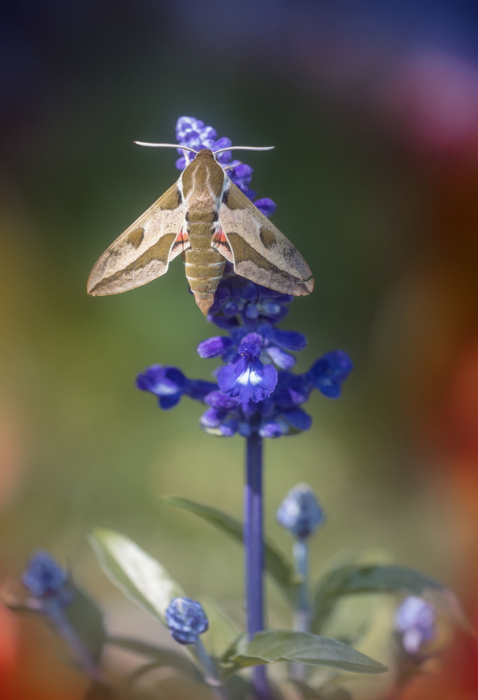 Hyles euphorbiae